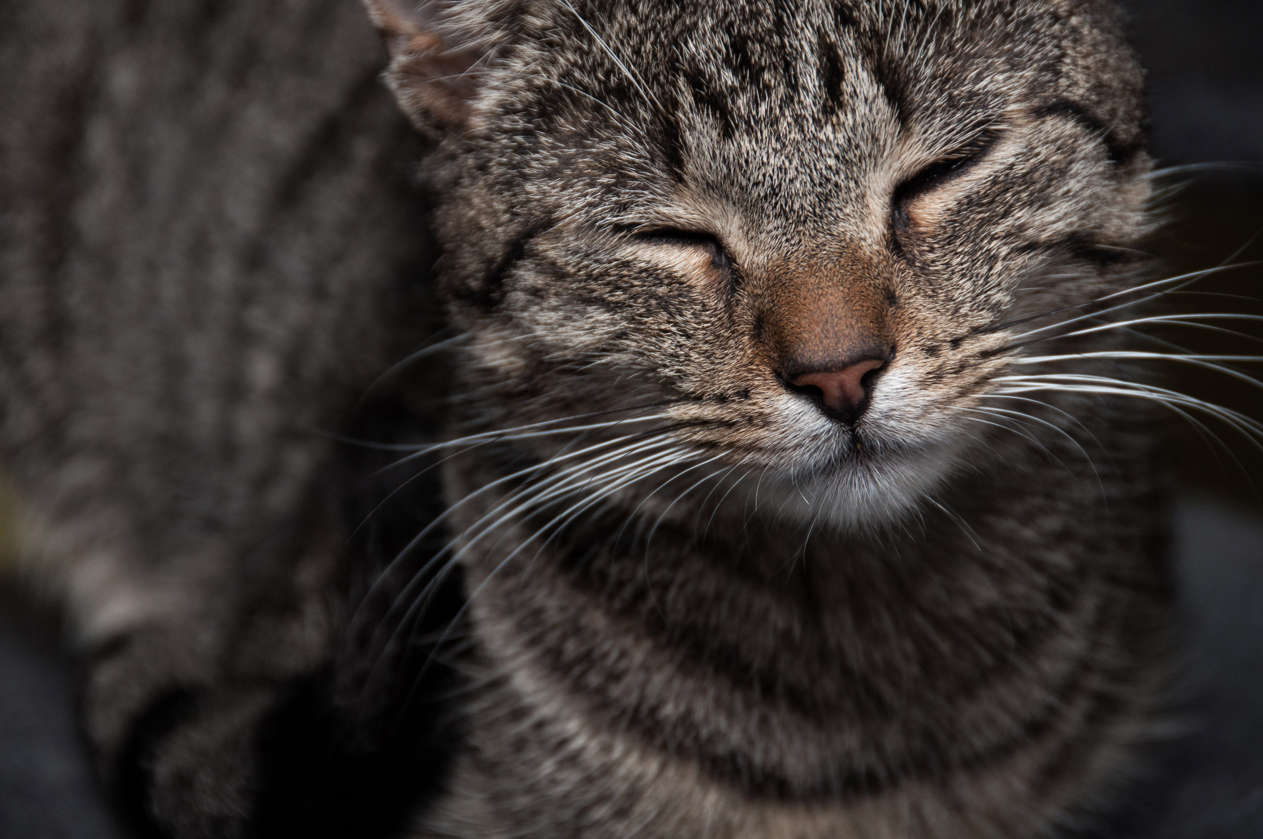 Cat enyoing the attention