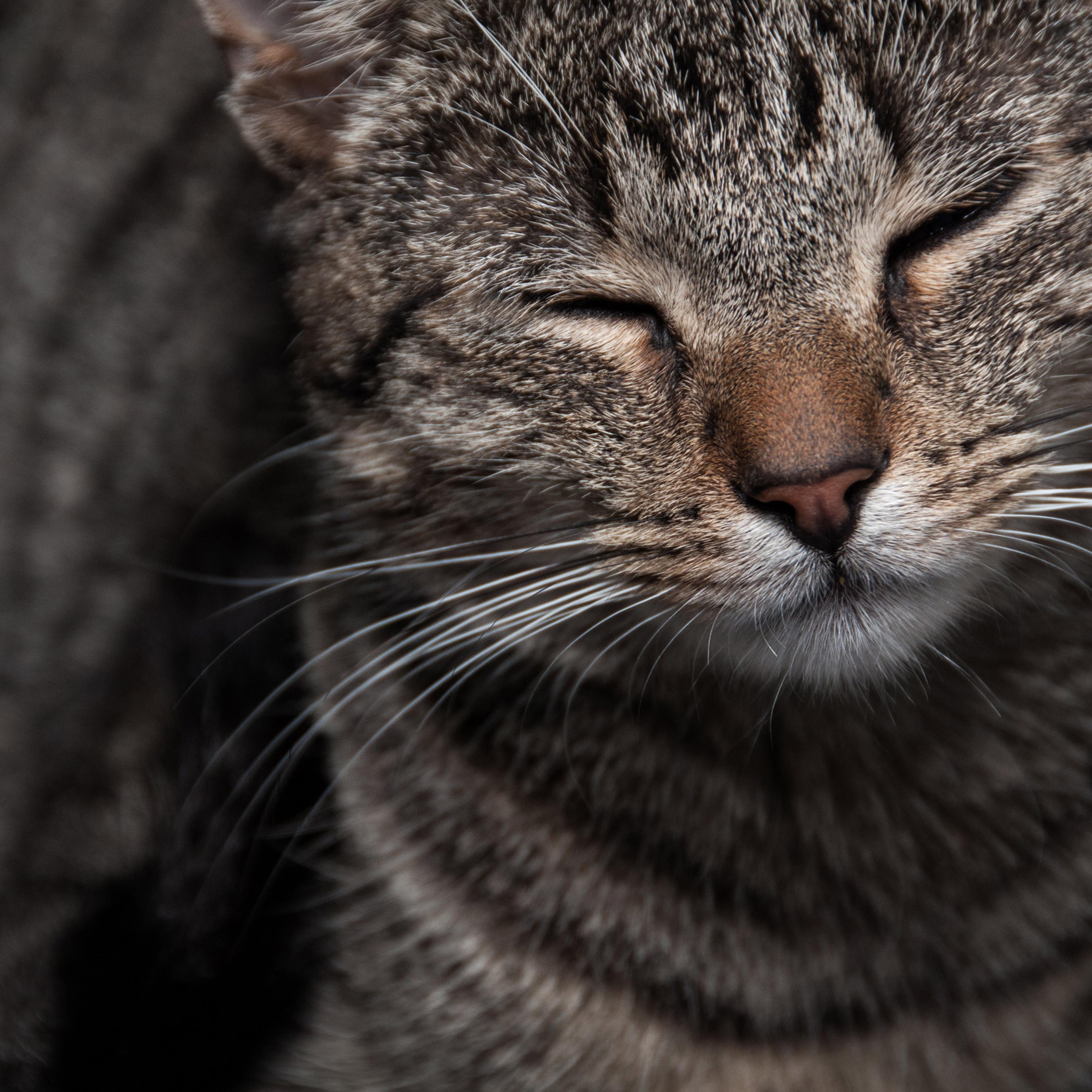Cat enyoing the attention