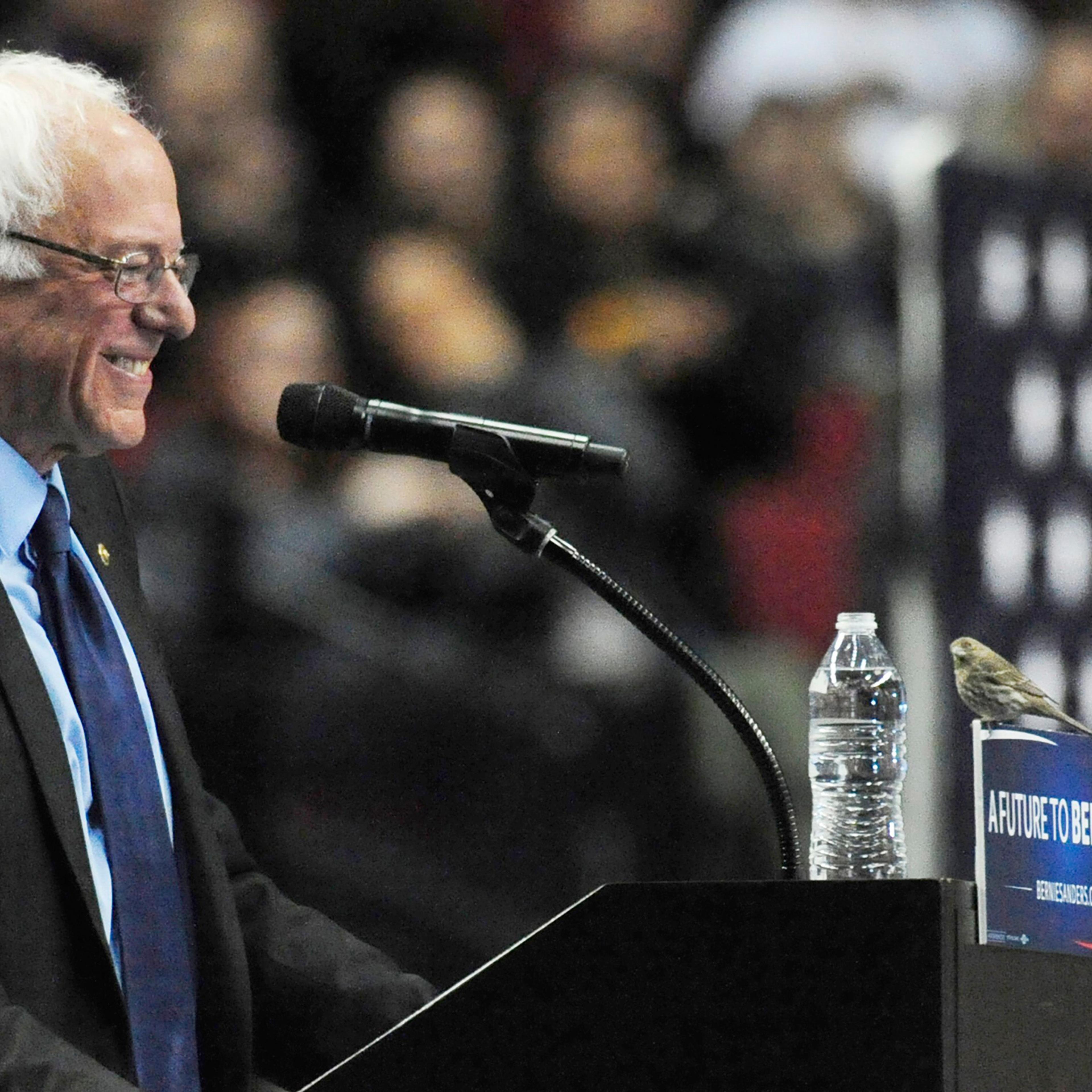 Democratic presidential candidate Sen. Bernie Sanders, I-Vt., smiles as a bird lands on his podium as he speaks during a rally at the Moda Center in Portland, Ore., Friday, March 25, 2016. (AP Photo/Steve Dykes)