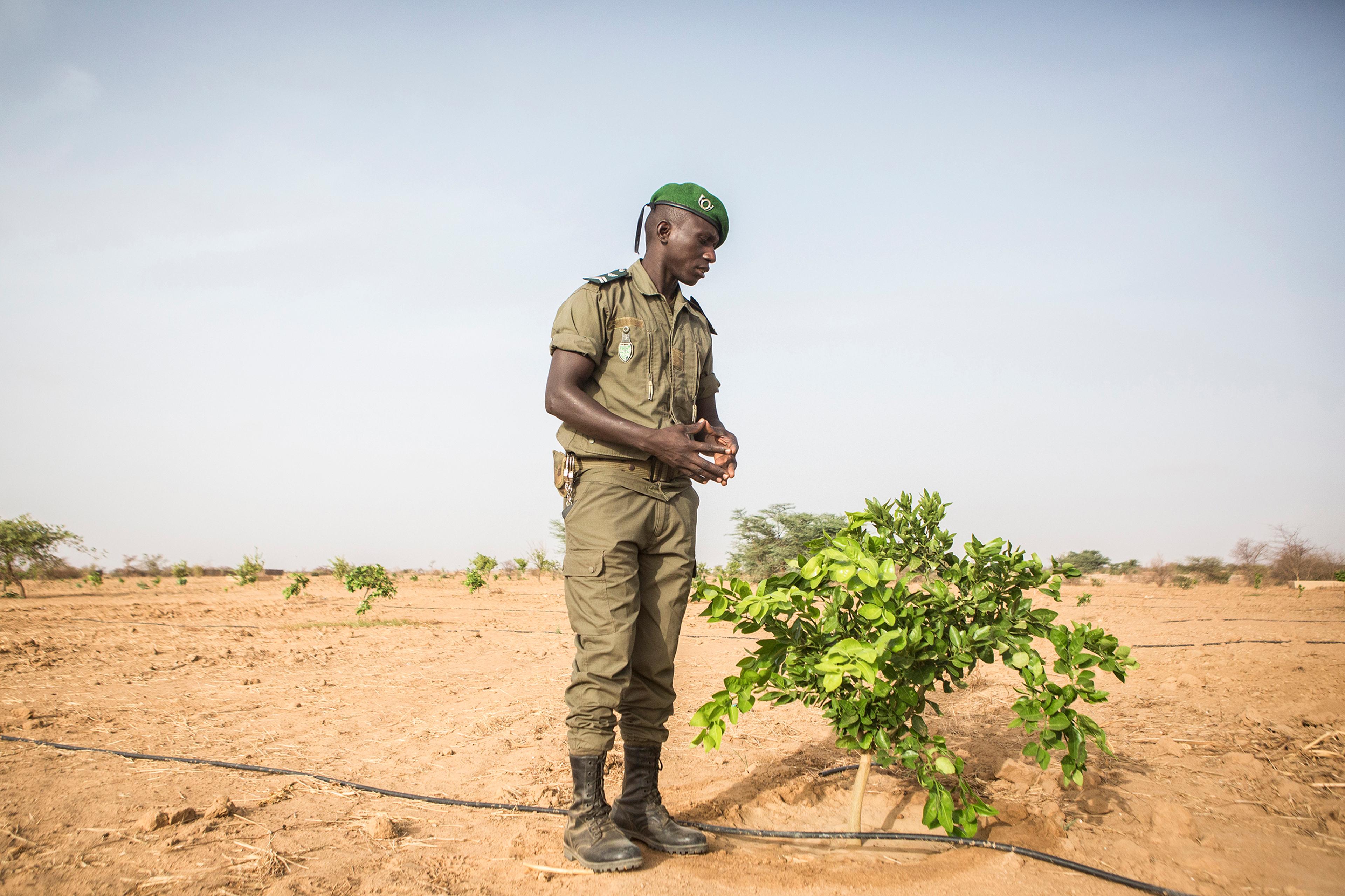 enegal- El Haji Gouebiaby, Base Chief for the Great Green Wall, stands beside a growing lemo; a base chief for the Great Green Wall tends to a lemon tree in Mbar Toubab