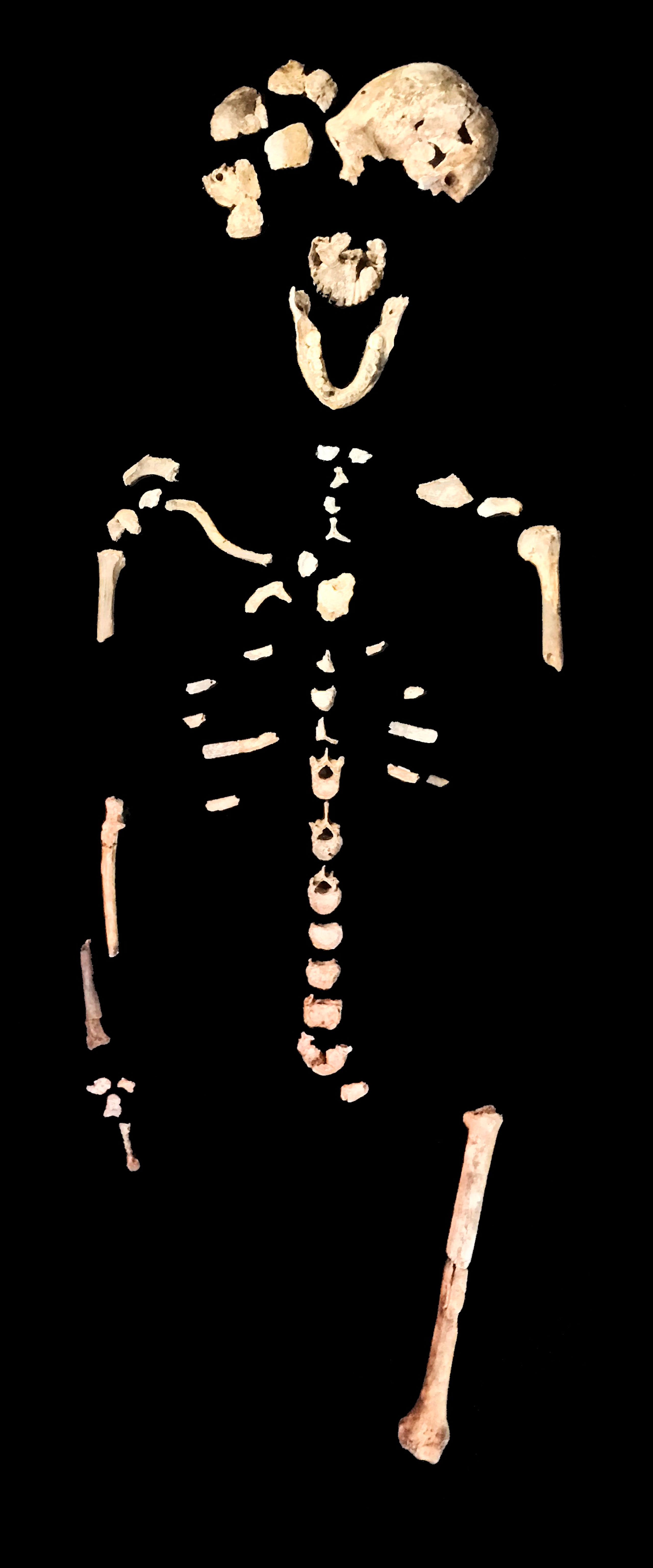 neo-skeleton-iphone-john-hawks.JPG