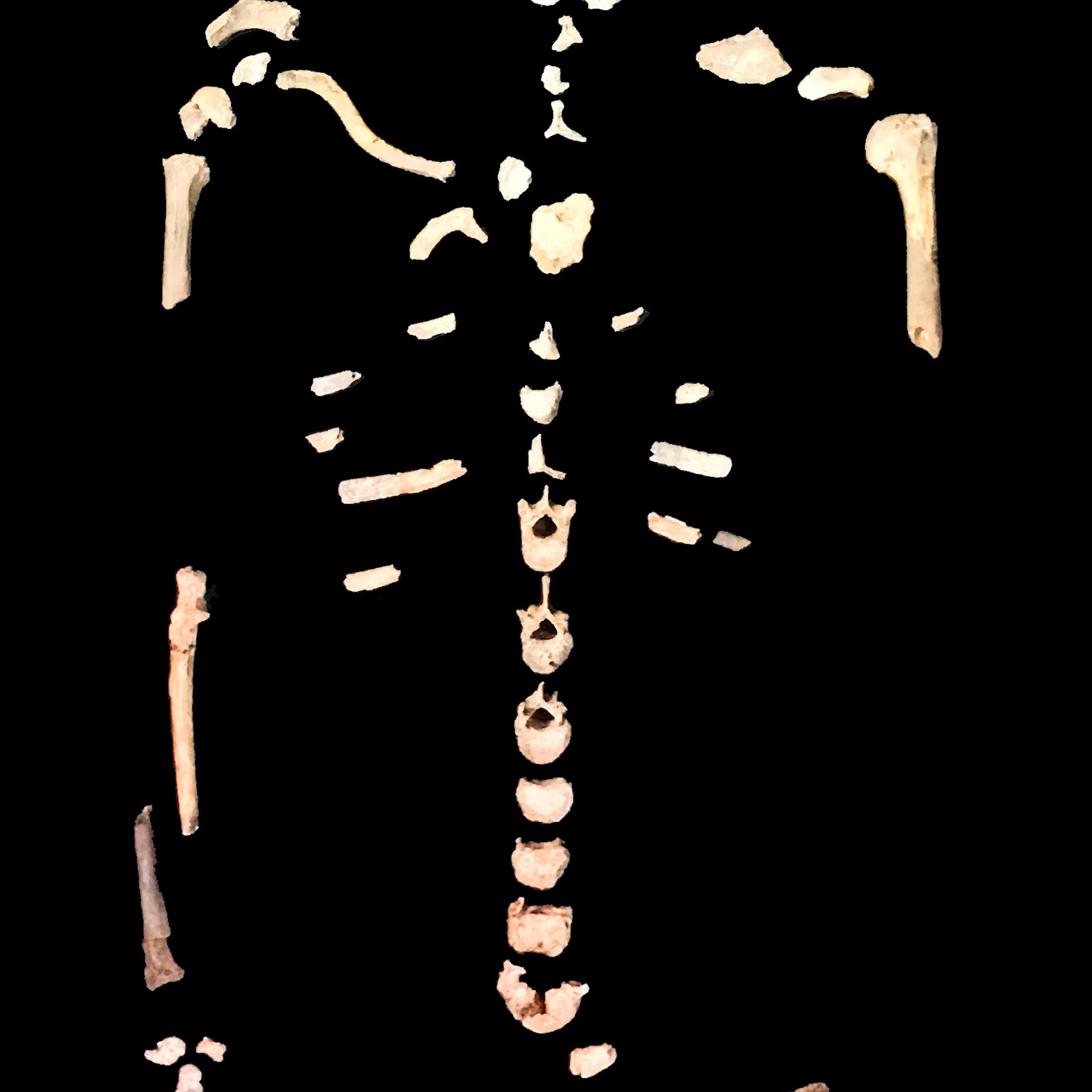 neo-skeleton-iphone-john-hawks.JPG