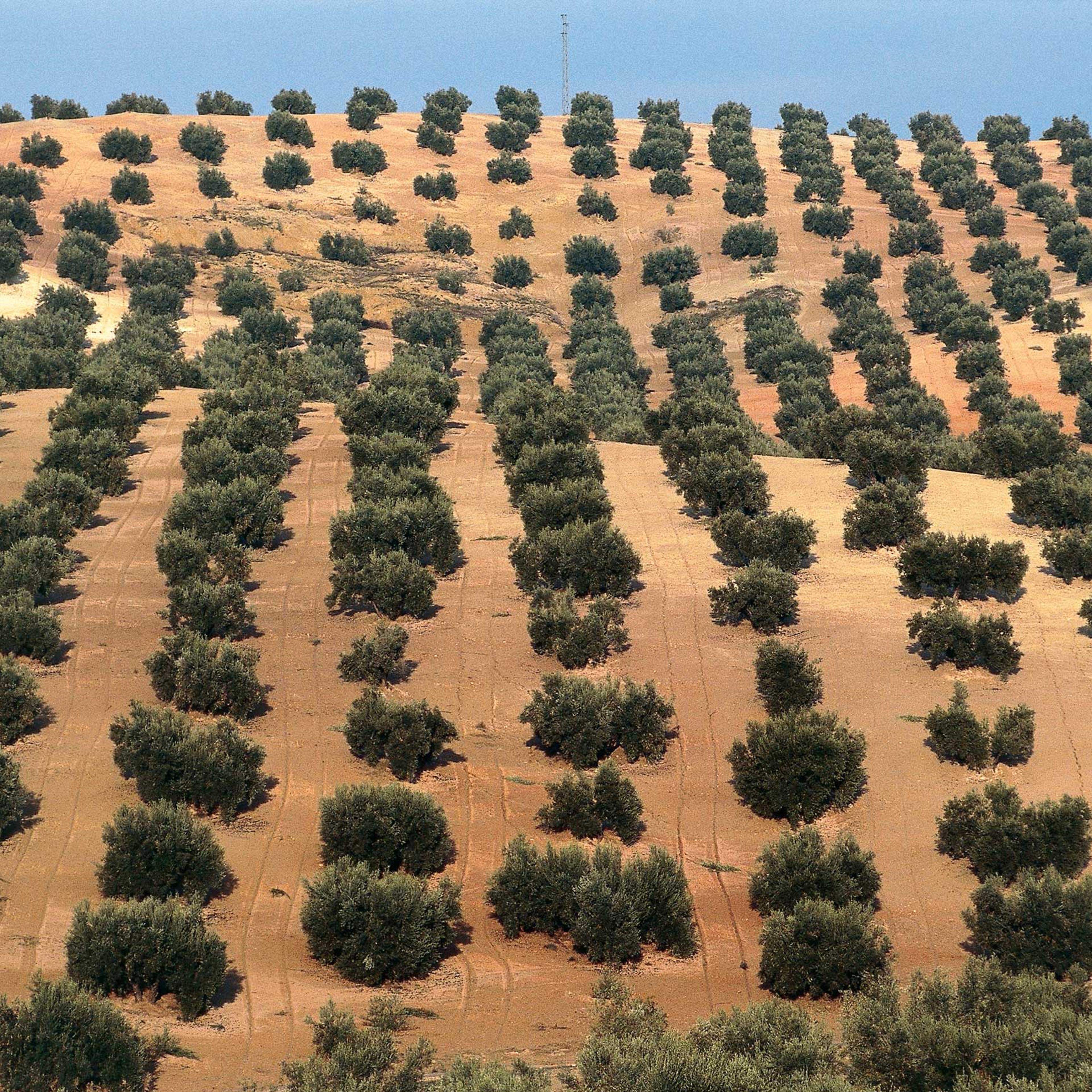 Spain olive oil