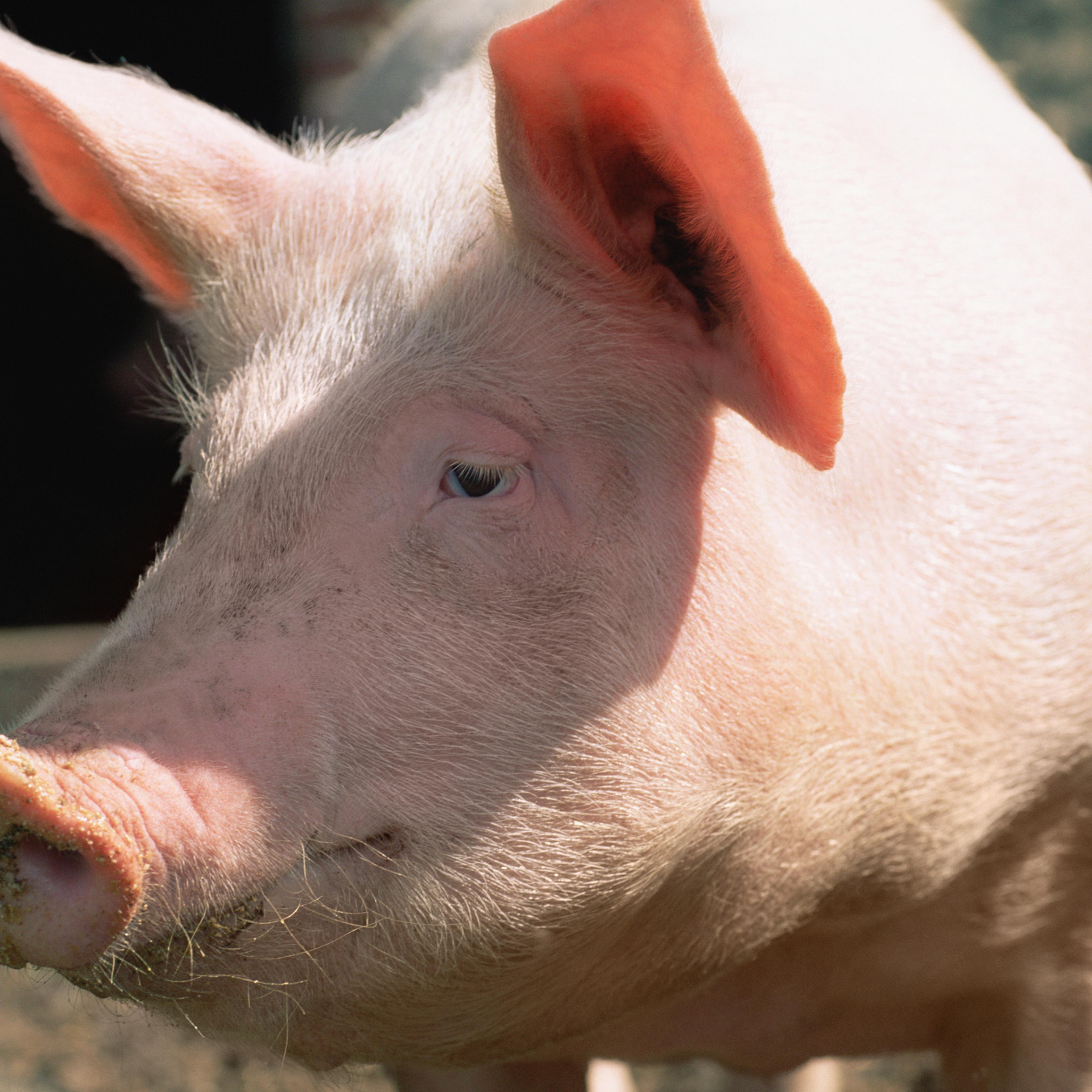Pig
