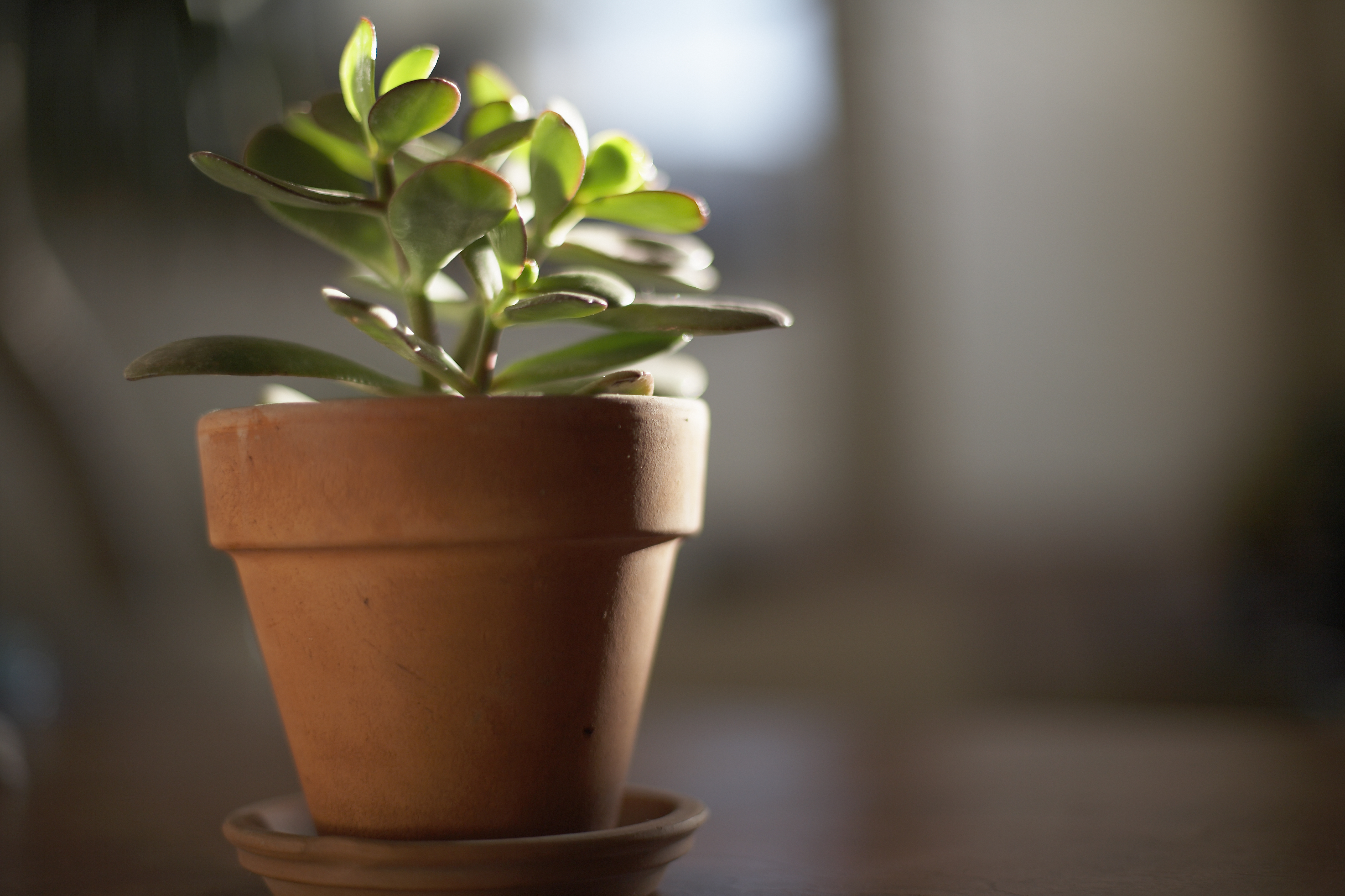 Jade plant  (Crassula Argentea)