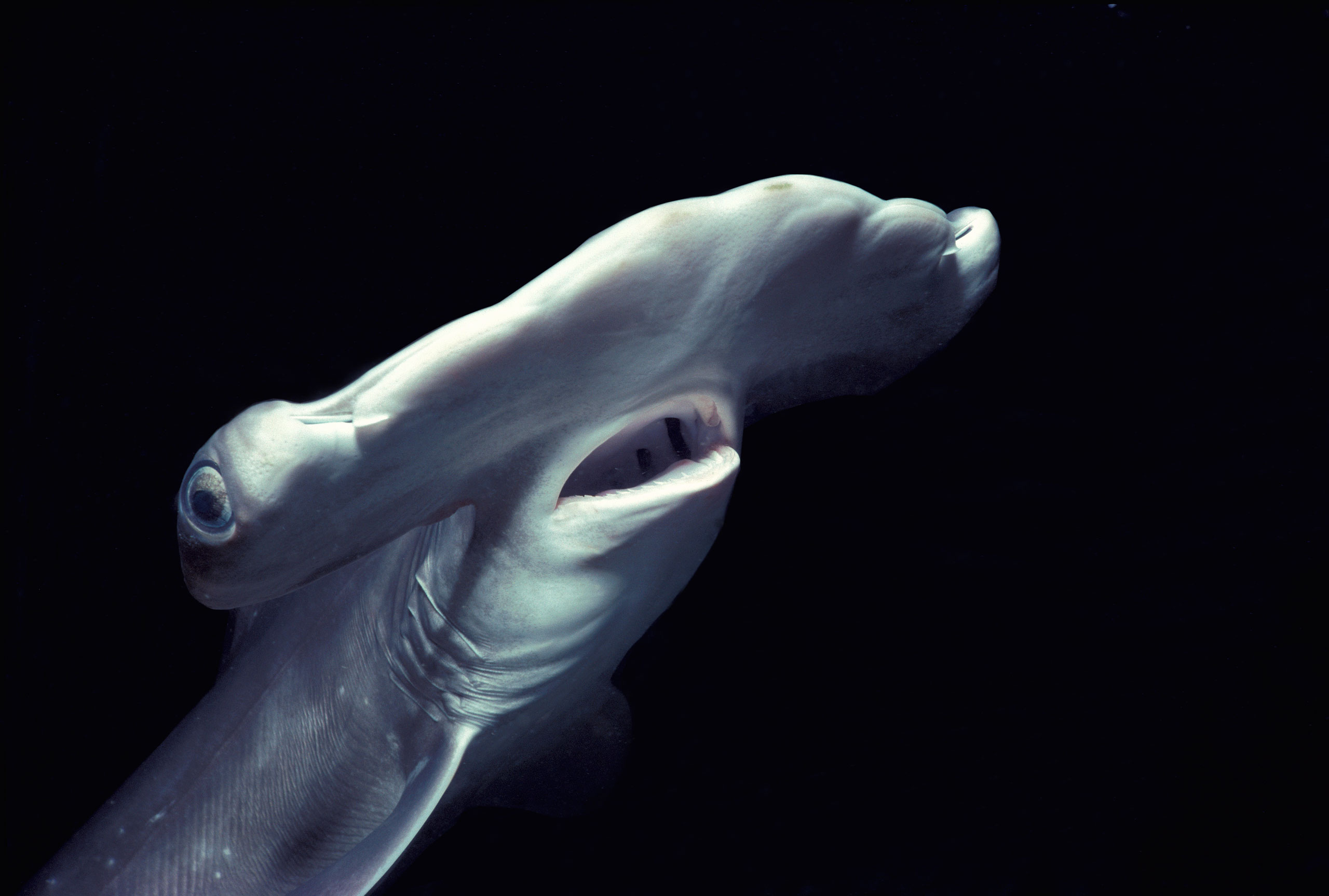 Scalloped Hammerhead Shark