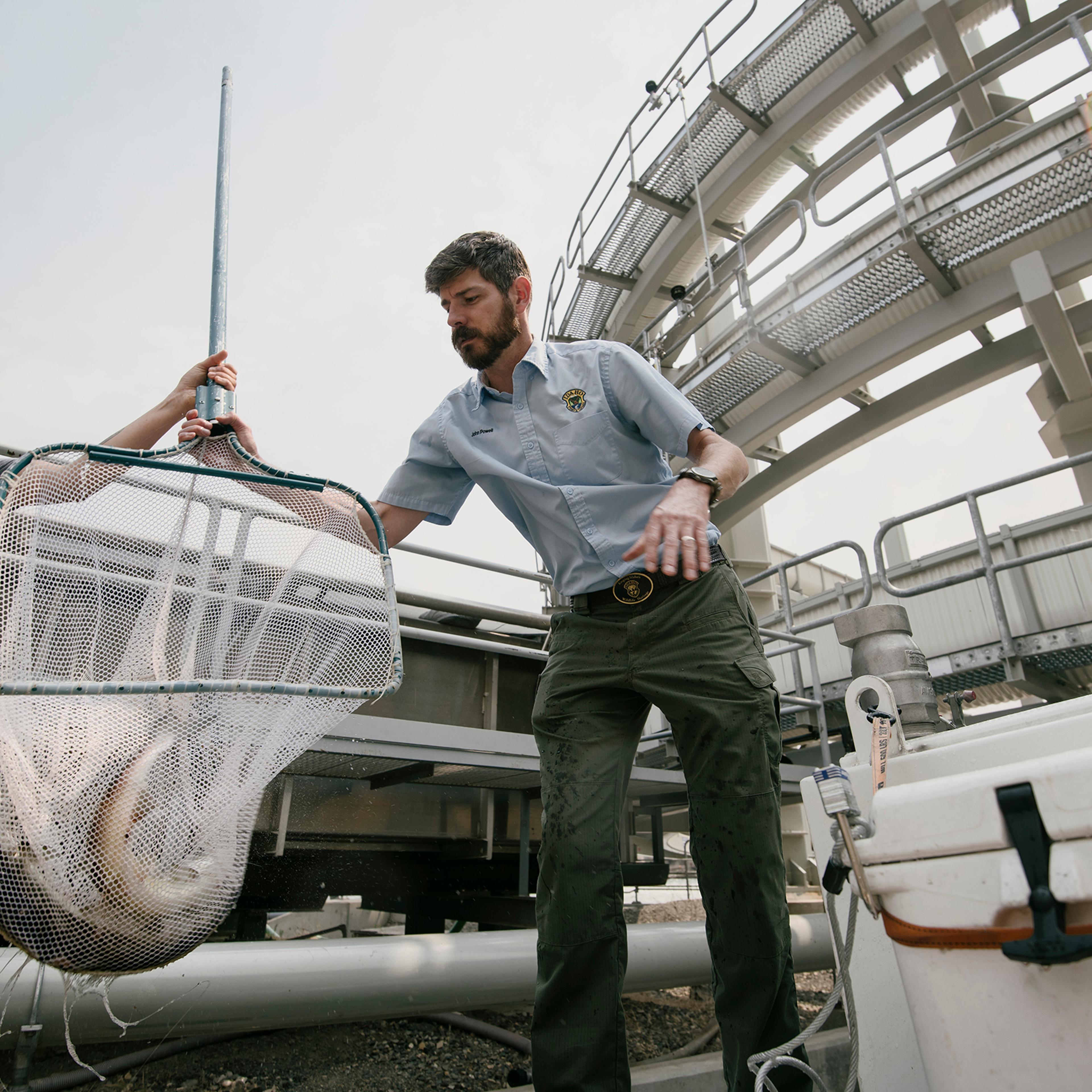 Sockeye salmon, trapped at Lower Granite dam near Lewiston, are transferred to an Idaho Fish and game biologist for a transfer to the hatchery in Boise.
