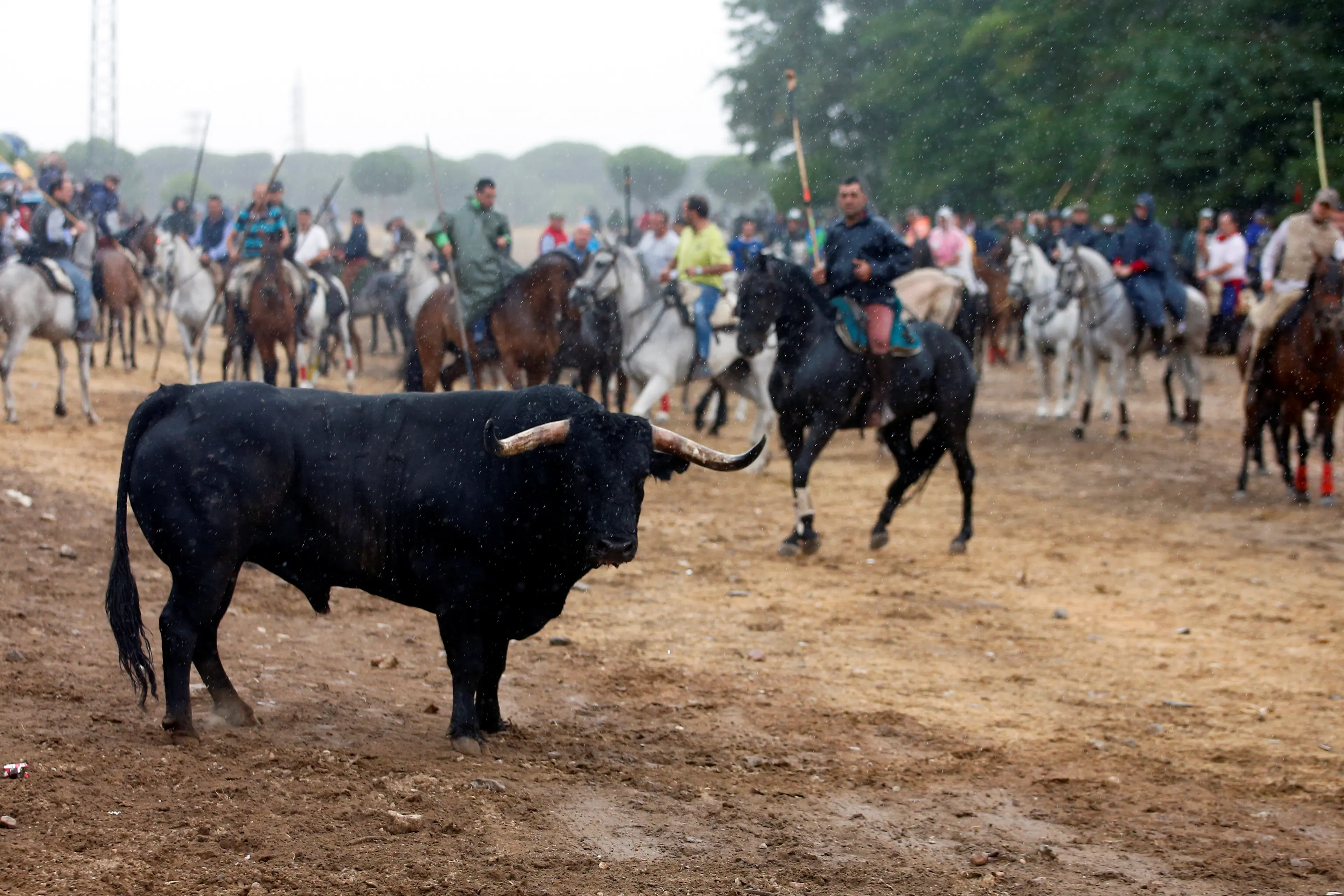 Bull Lancing Clashes as Spanish Town Bans Bull-Lancing at Annual Festival