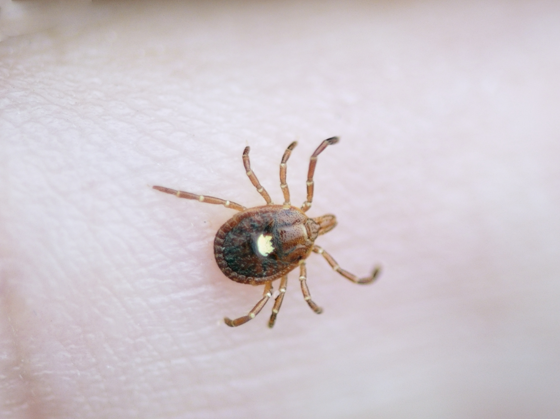 Lone Star Tick, Amblyomma Americanum