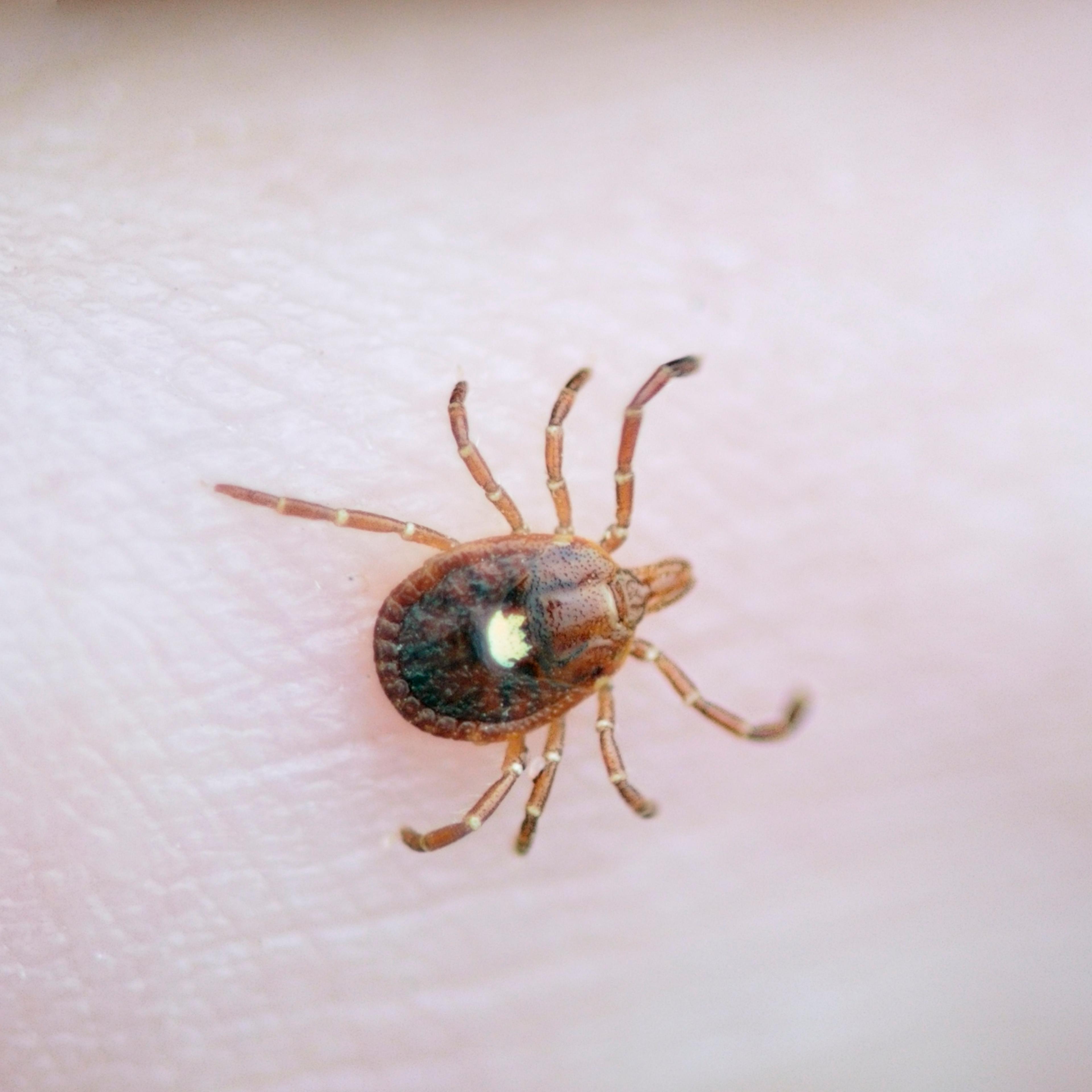 Lone Star Tick, Amblyomma Americanum