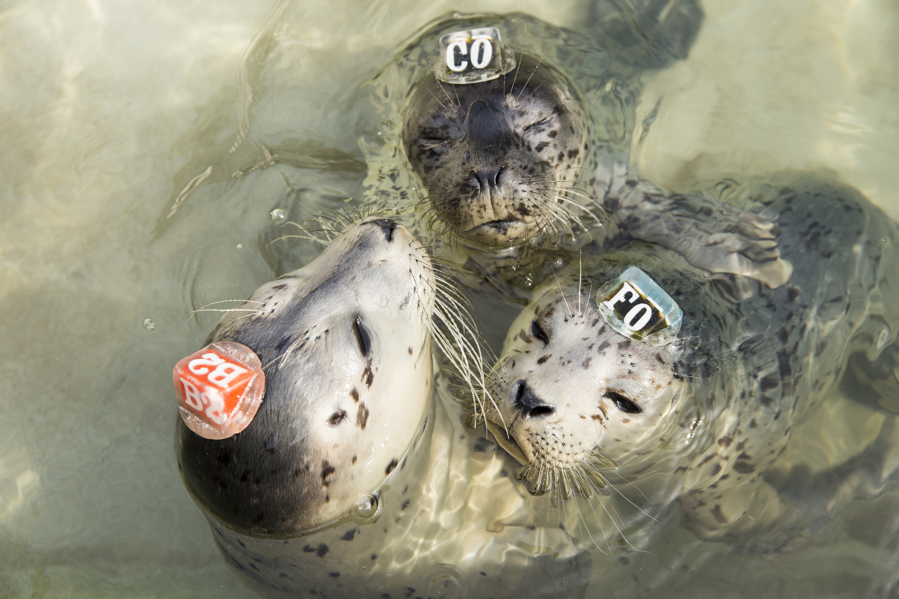 Sick Baby Seals Marine Mammal Center