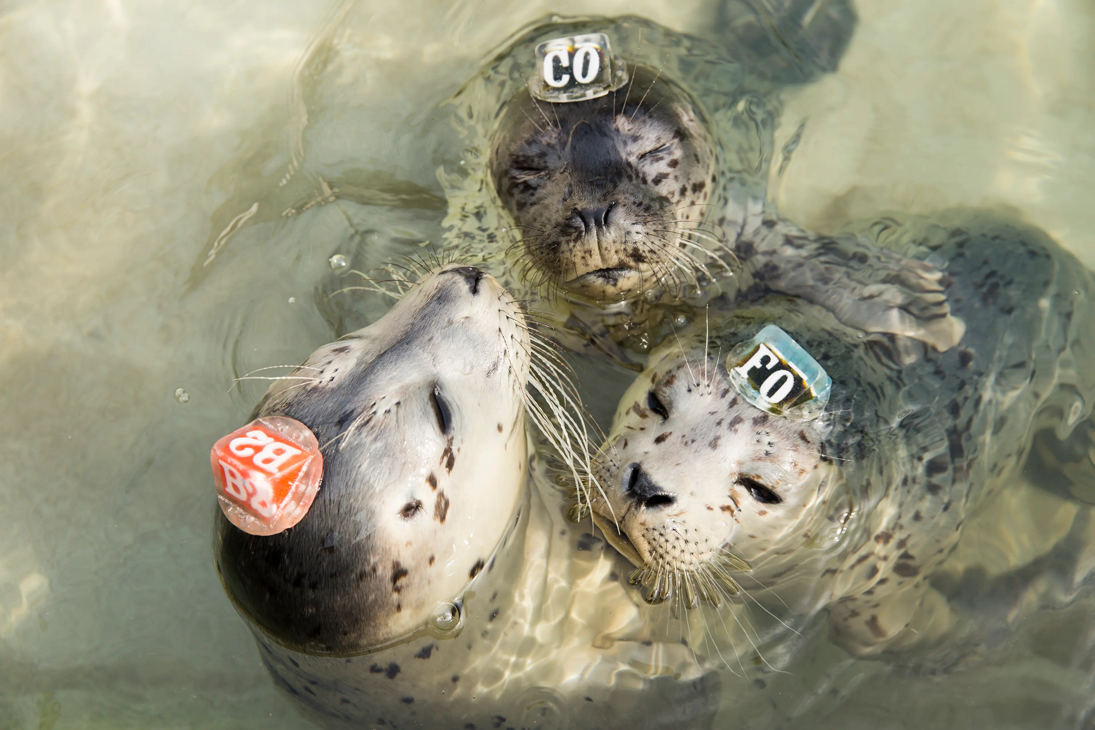 Sick Baby Seals Marine Mammal Center
