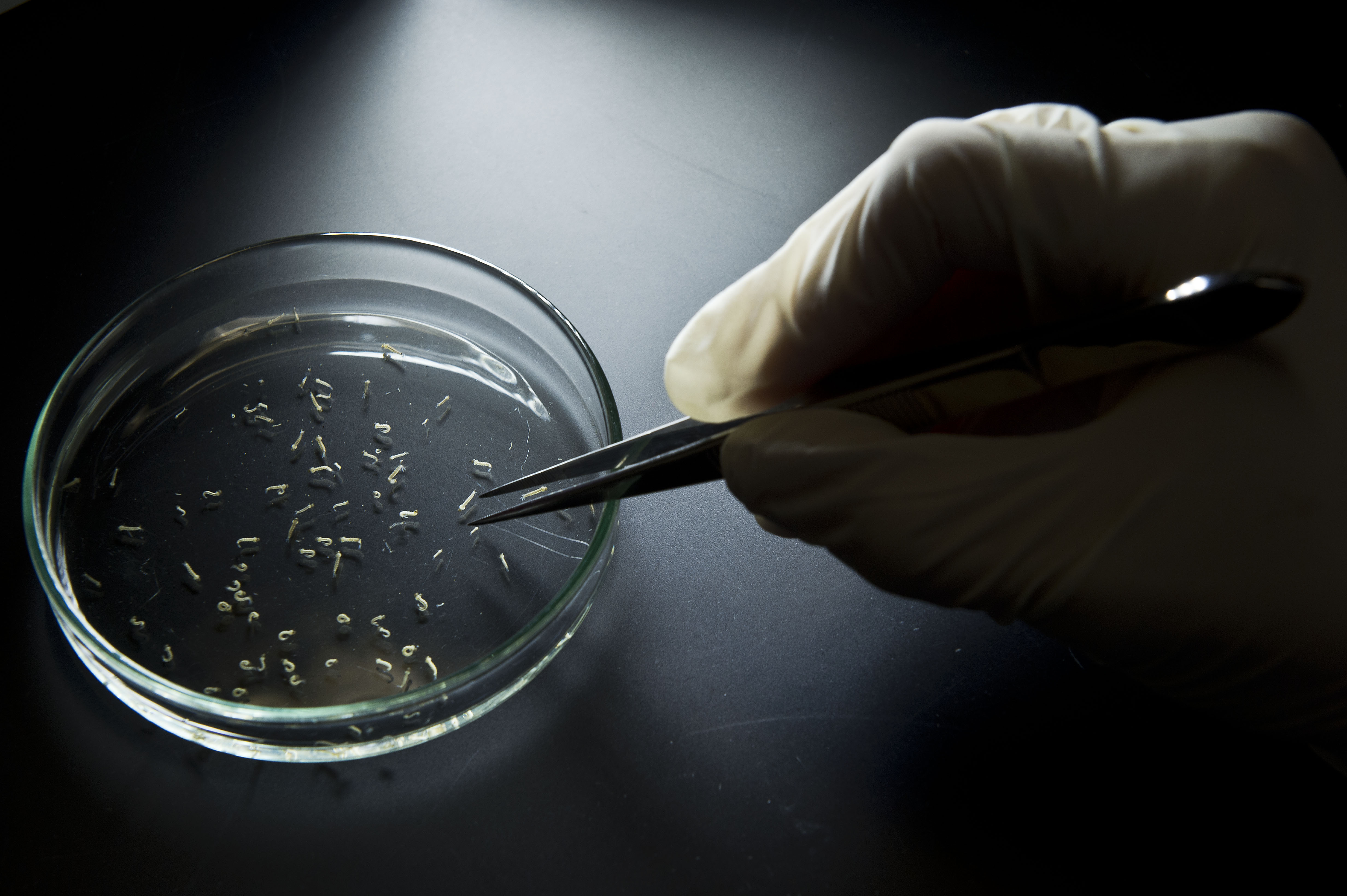 Aedes aegypti mosquitos are seen in containers at a lab of the Institute of Biomedical Sciences of the Sao Paulo University in Sao Paulo, Brazil on Jan. 8, 2016.