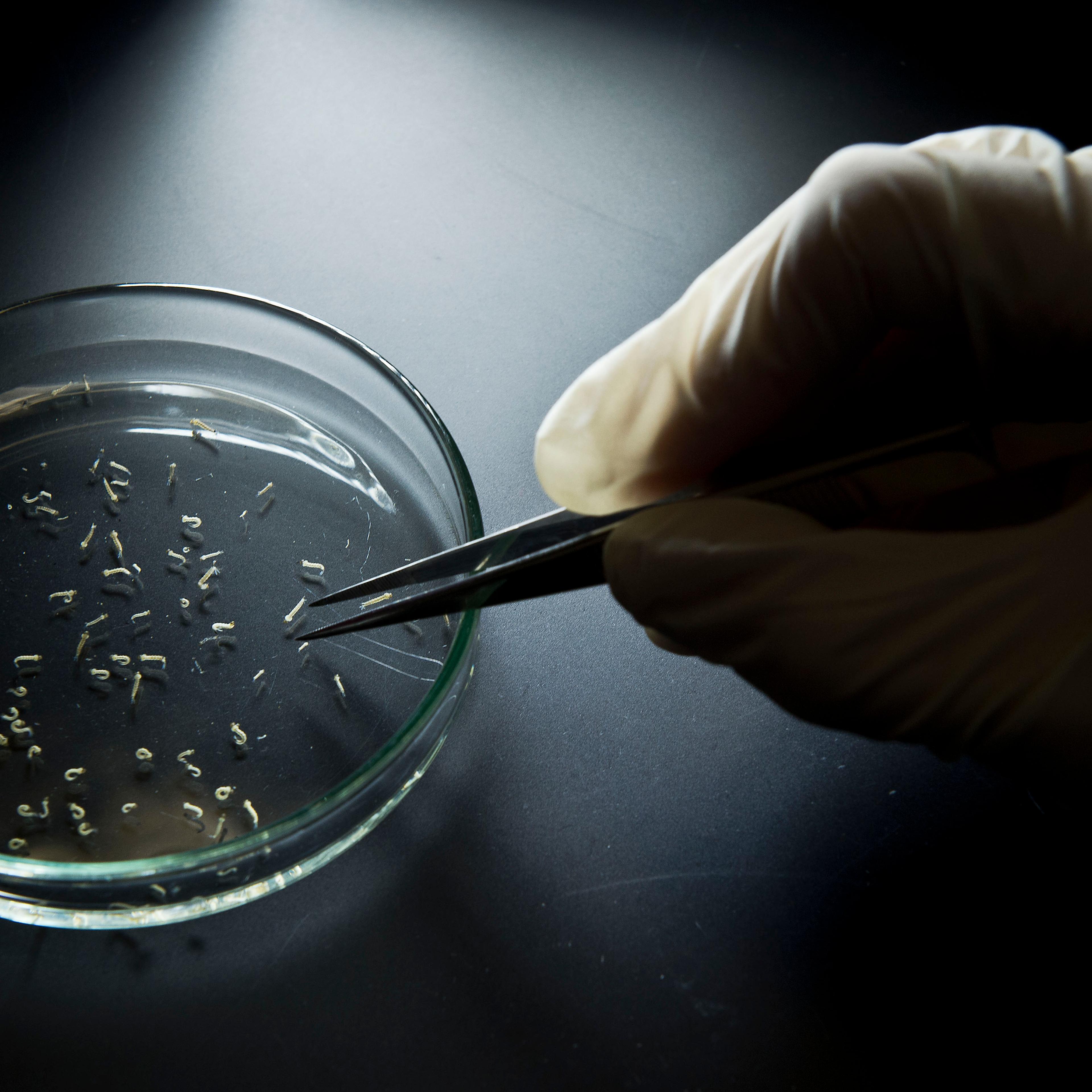 Aedes aegypti mosquitos are seen in containers at a lab of the Institute of Biomedical Sciences of the Sao Paulo University in Sao Paulo, Brazil on Jan. 8, 2016.