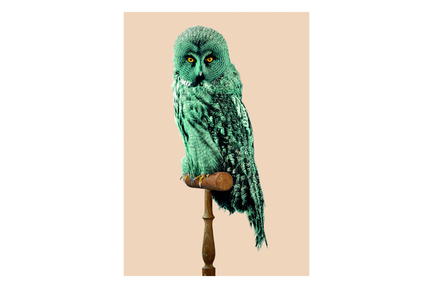 <b>GREAT GREY OWL</b> [<i>Strix nebulosa</i>]</br>Predator-resistant feathers</br></br>Vision in pixels for delivering a fuller picture</br>to the brain. Process of computer software memory.</br>Engineered nerves cells and photoreceptor cells</br>in the retina of the eye. Neither ears nor horns.</br></br><b><i>Embryogenesis modification.</i></b> Tufts feather</br> with a narrow band of wavelengths (305-320mm) to avoid predation.</br><b><i>Claw composition</i></b>: non-metallic and metallic (<sup>106</sup>Cd)</br>components [1:5] for defense.
