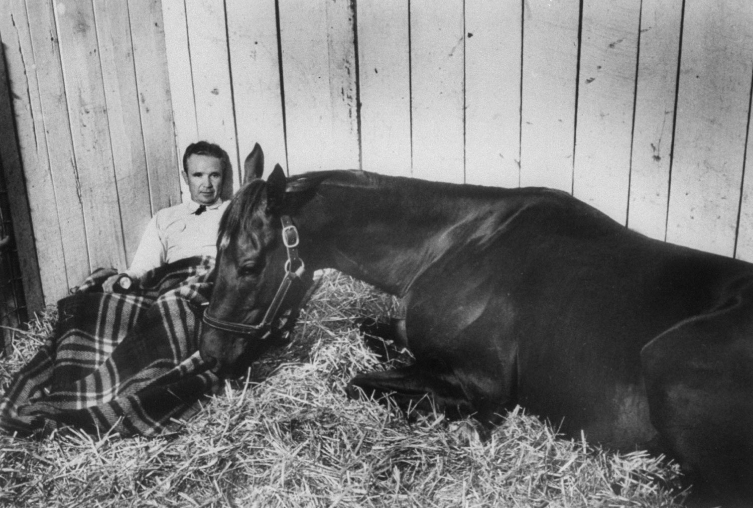 Trainer Meshach Tenney beds with Swaps in the straw of a Churchill Downs stall just 40 hours before the start of the big race.