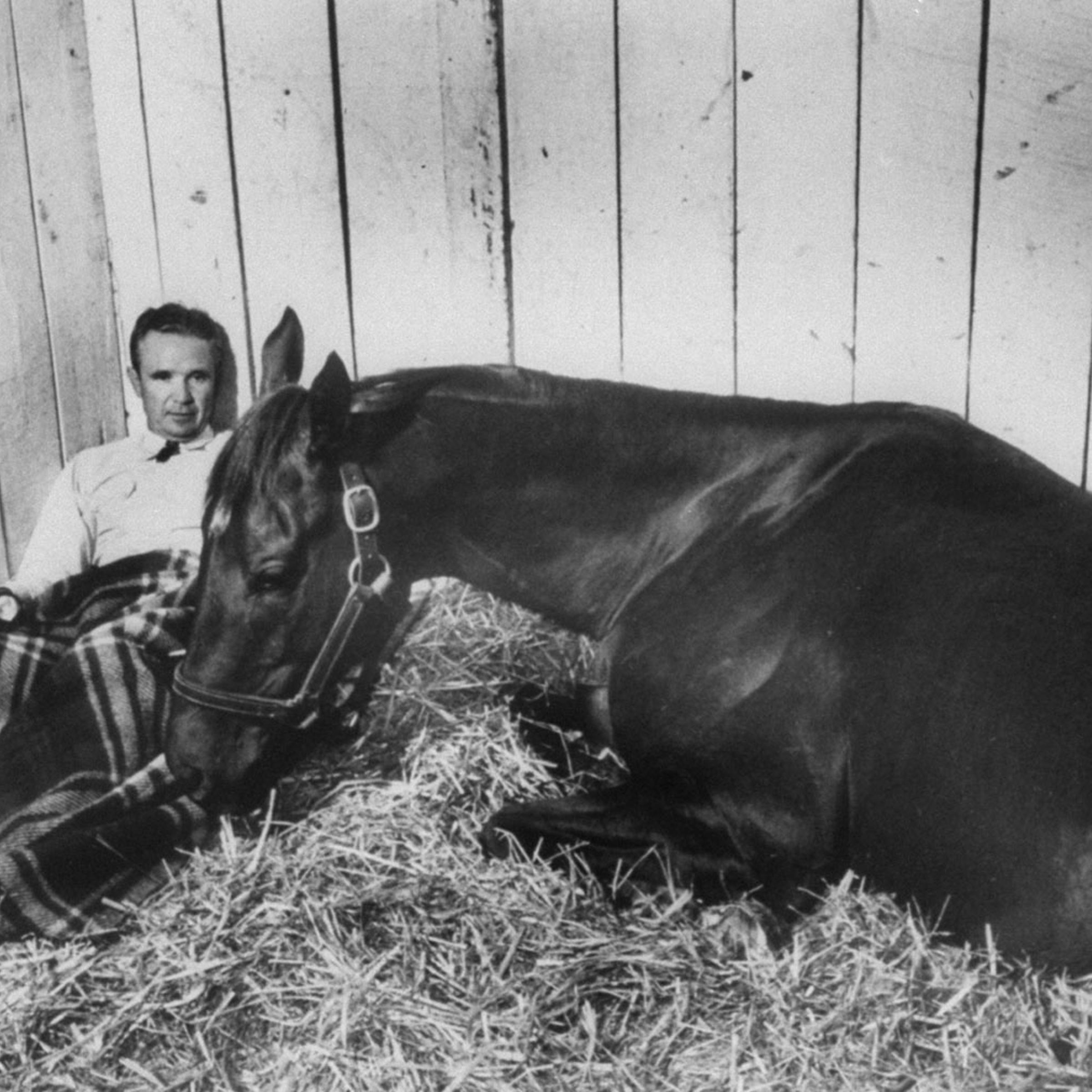 Trainer Meshach Tenney beds with Swaps in the straw of a Churchill Downs stall just 40 hours before the start of the big race.