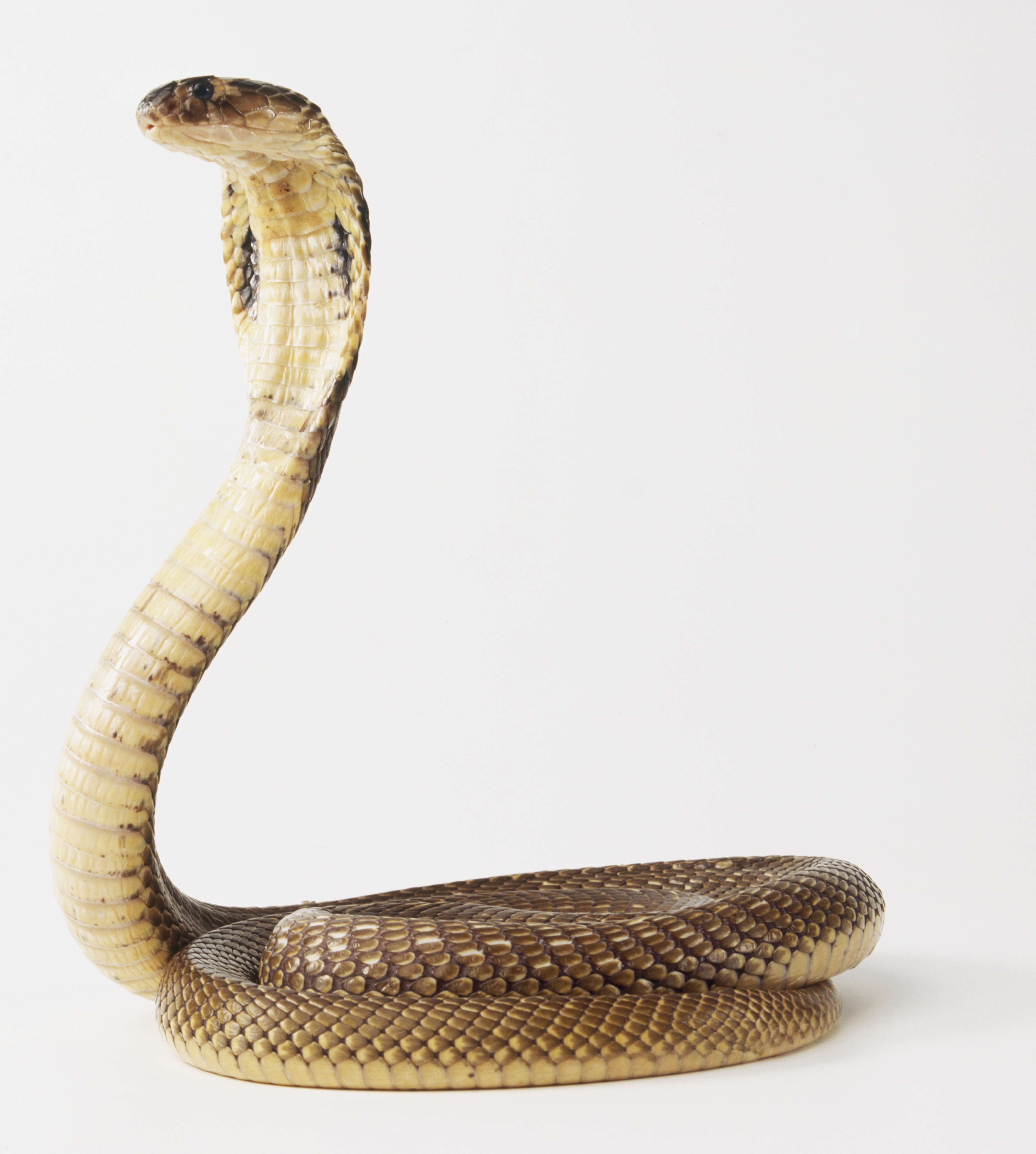 King Cobra