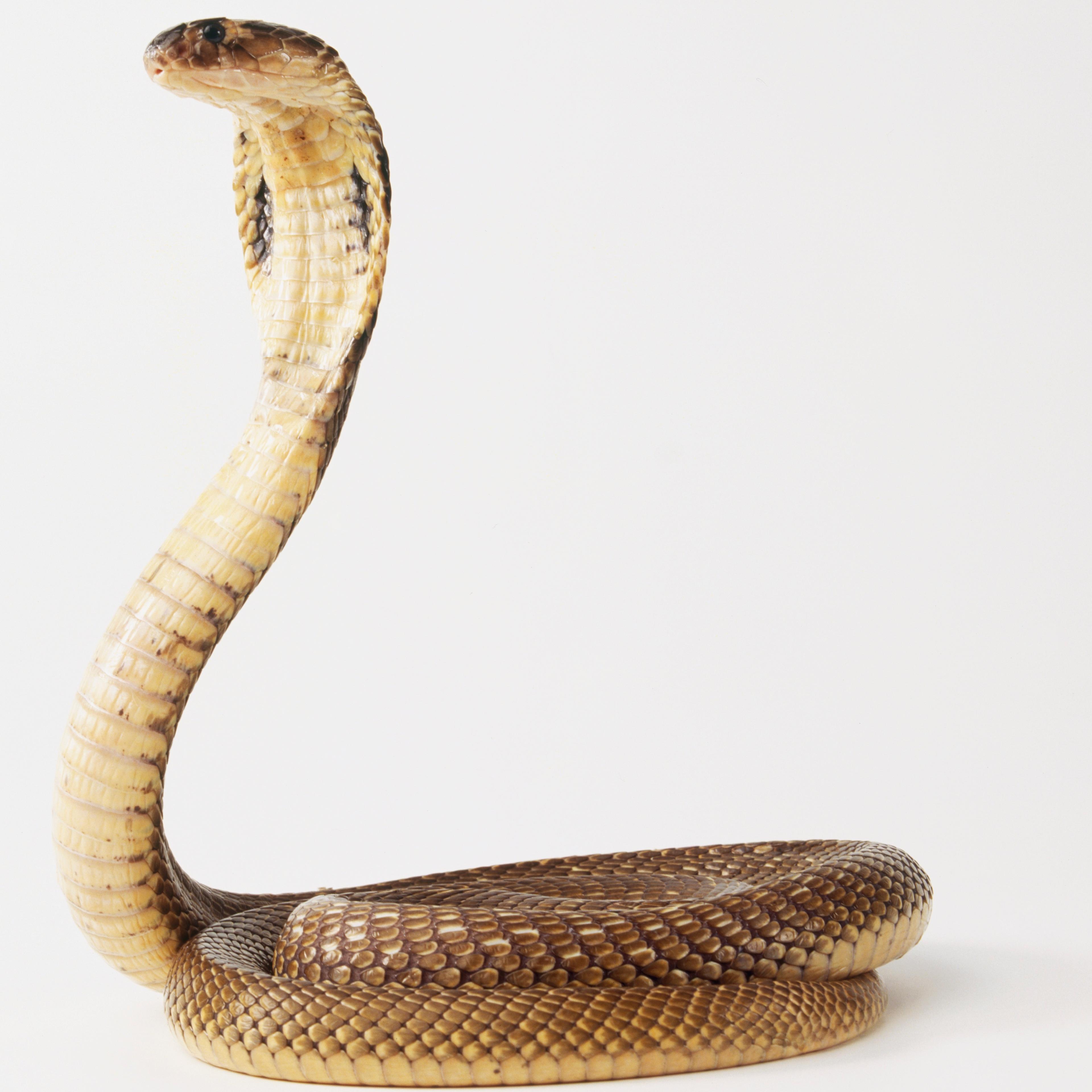 King Cobra