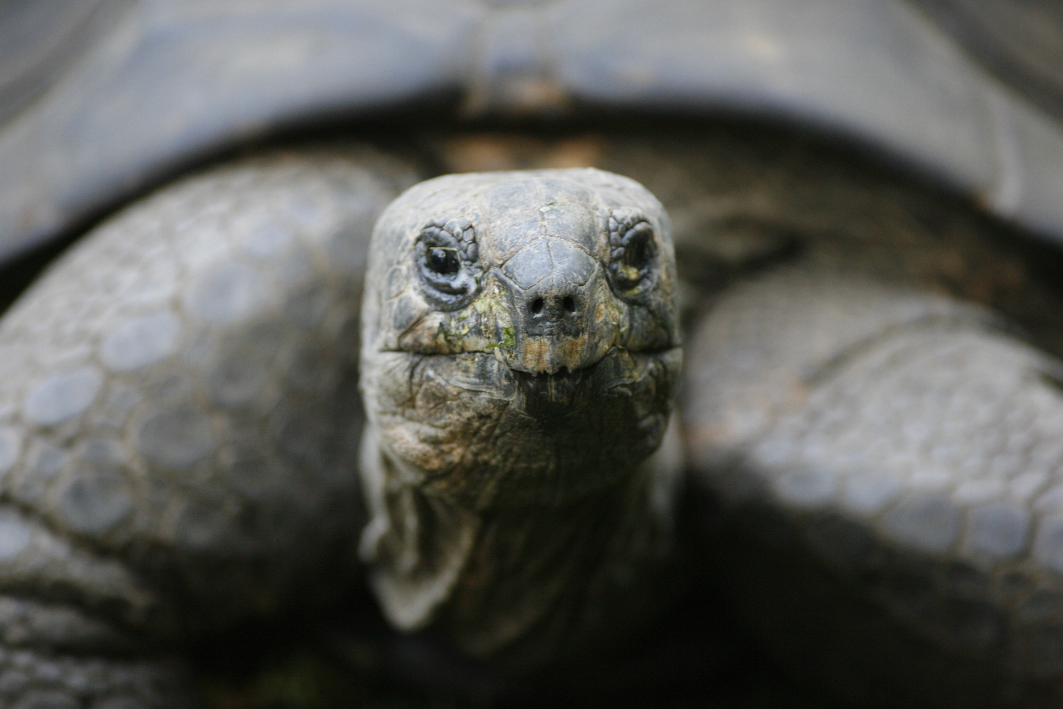 A giant turtle is pictured at the zoo in Duisburg on Sept. 24, 2007.