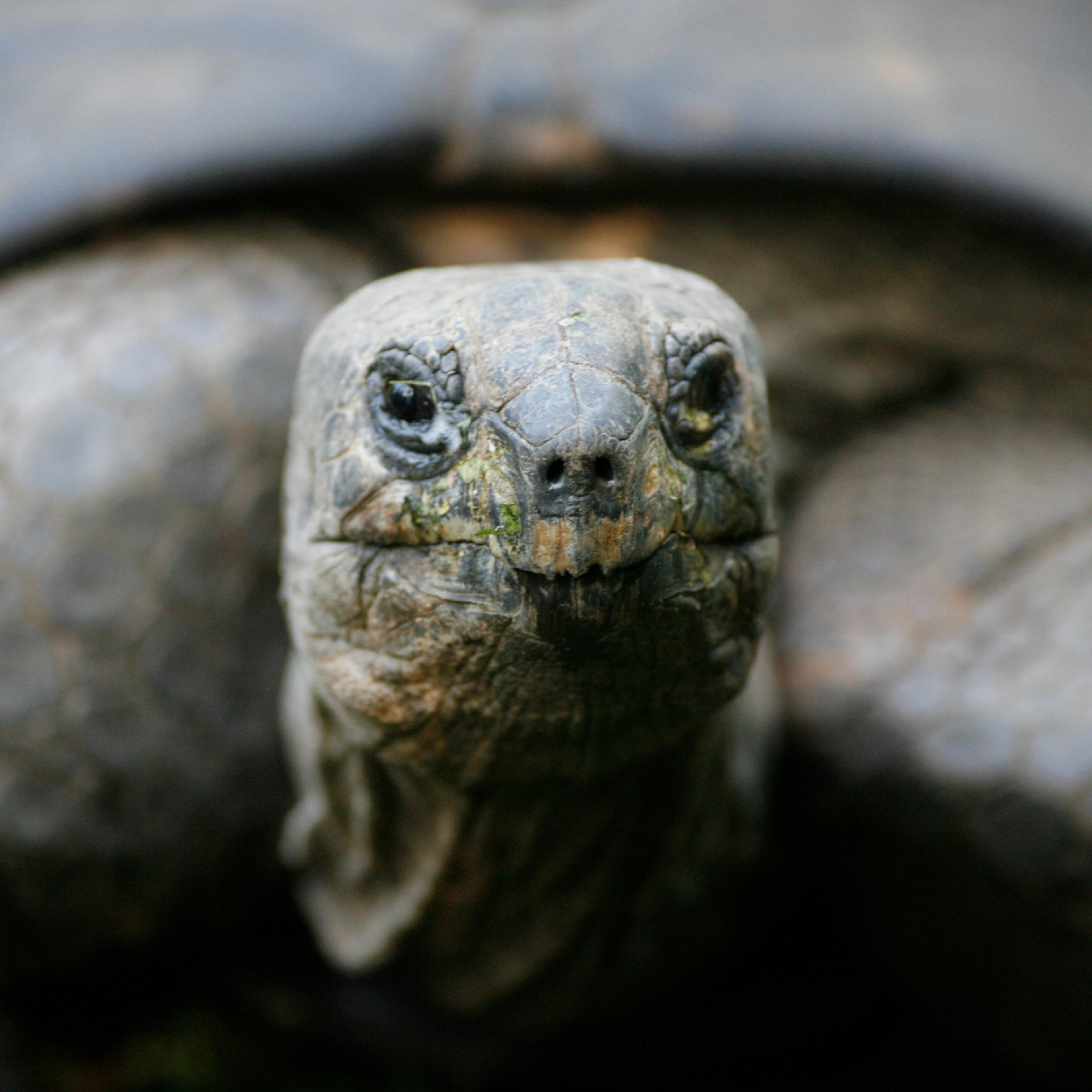 A giant turtle is pictured at the zoo in Duisburg on Sept. 24, 2007.