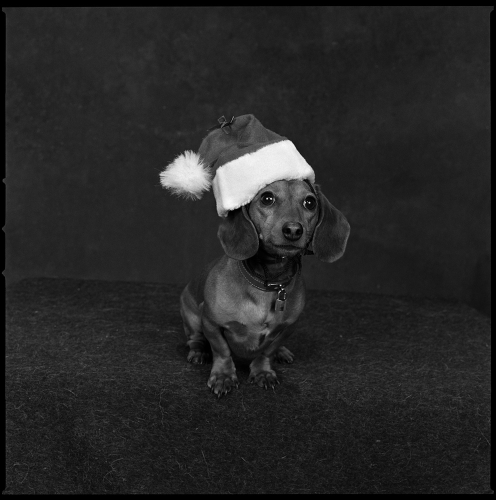 <b>2002: Christmas</b>
<br><br><i>An adorable dachshund.</i>