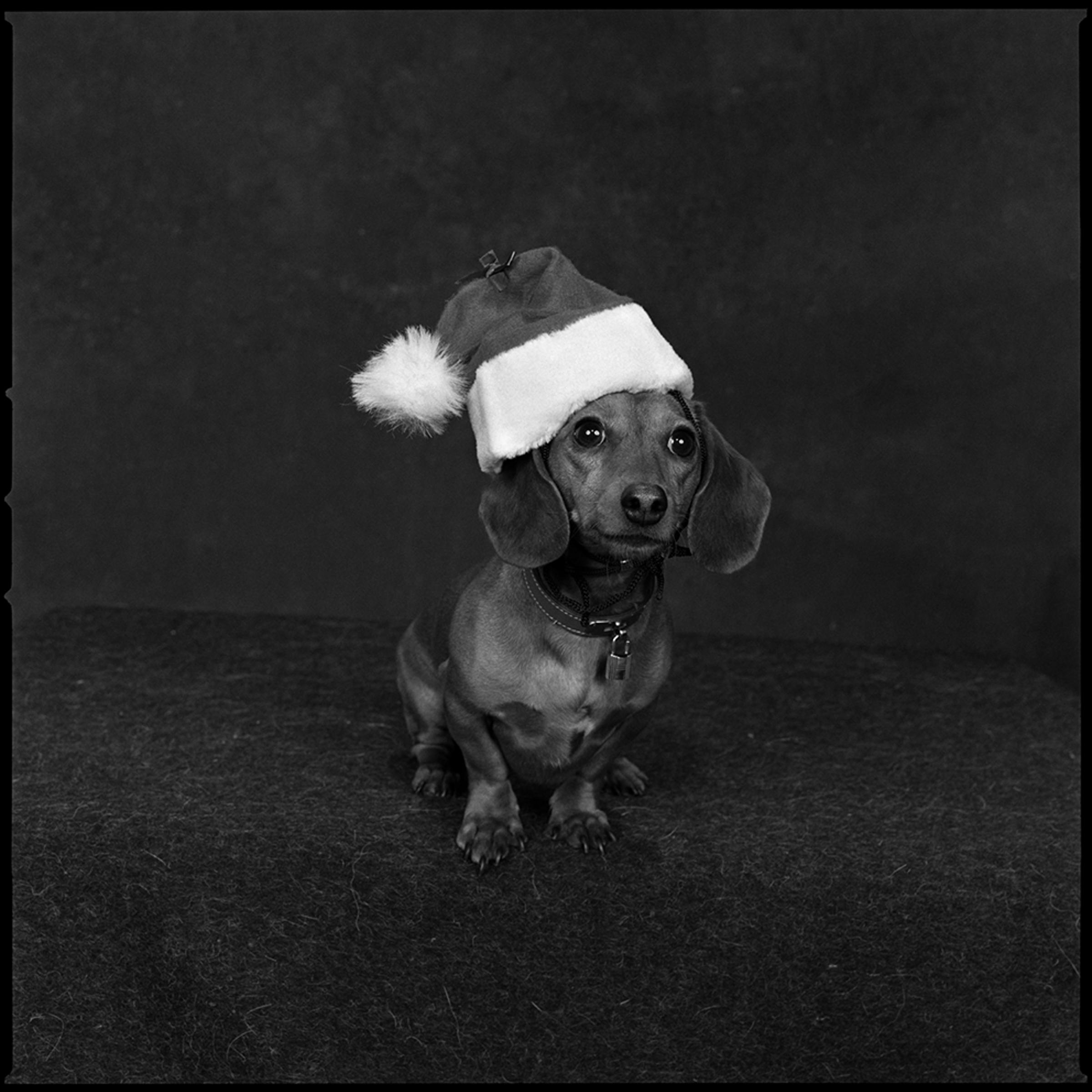 <b>2002: Christmas</b>
<br><br><i>An adorable dachshund.</i>