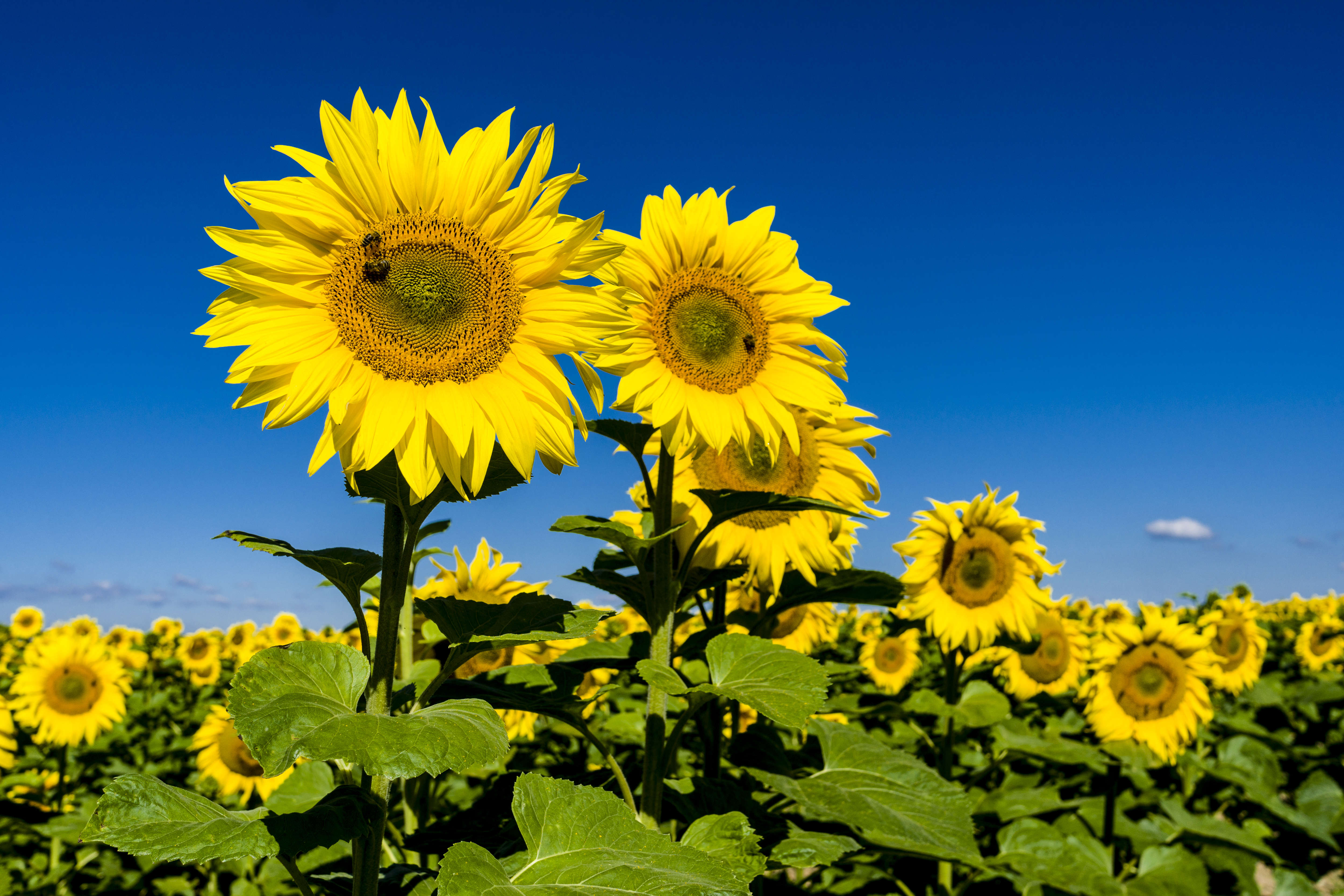 Here comes the sun—and these guys know where to look