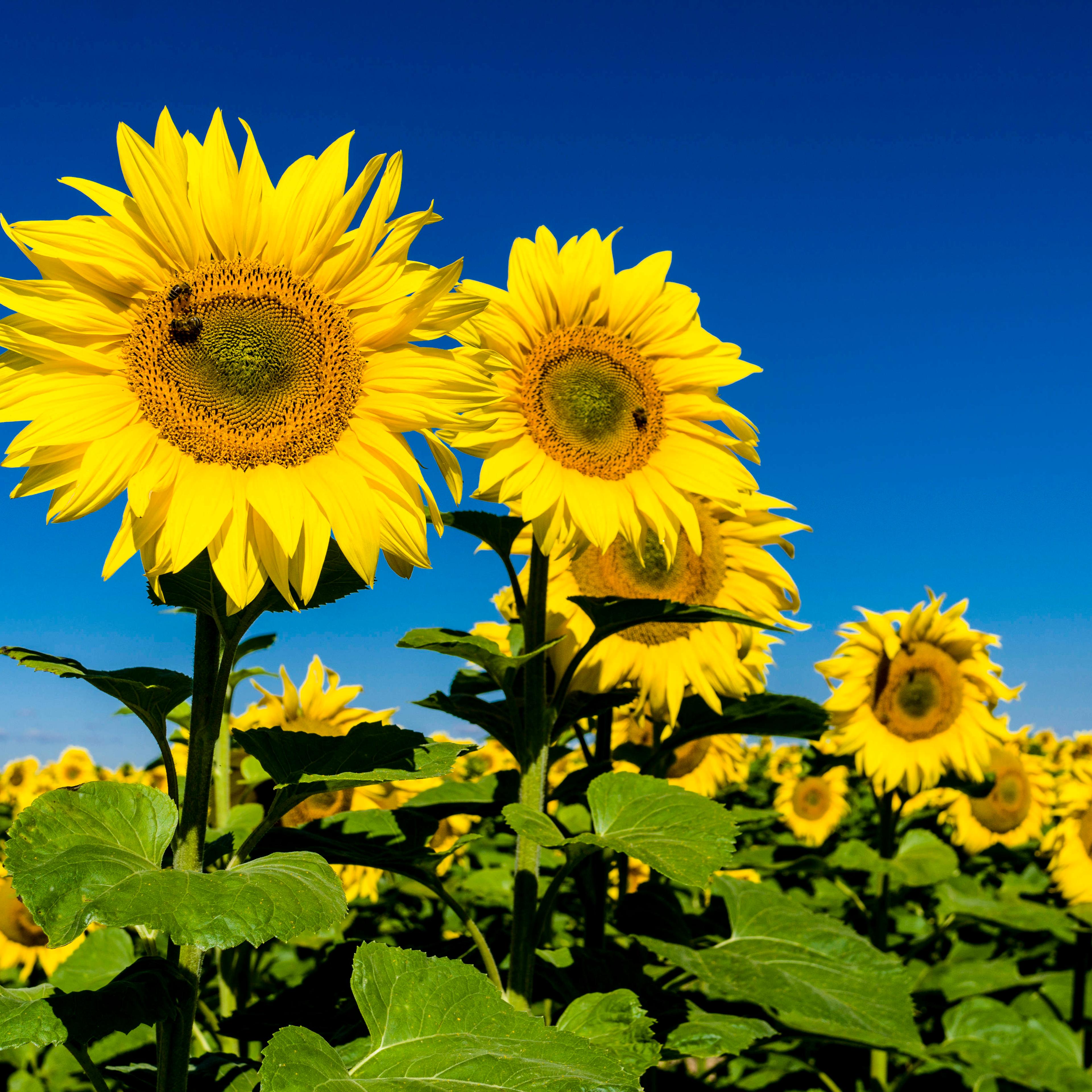 Here comes the sun—and these guys know where to look