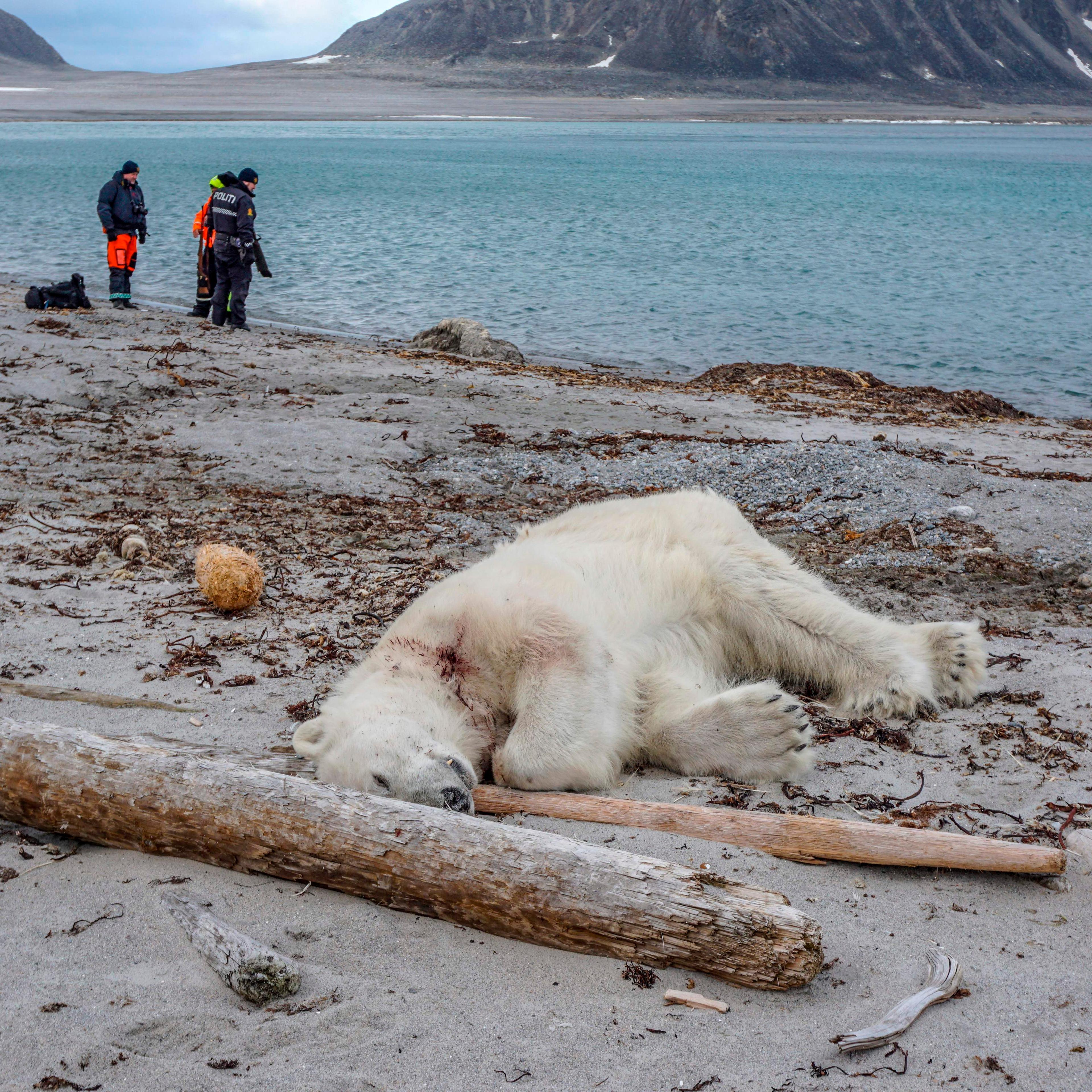 TOPSHOT-NORWAY-ARCTIC-ANIMALS-POLAR-BEAR