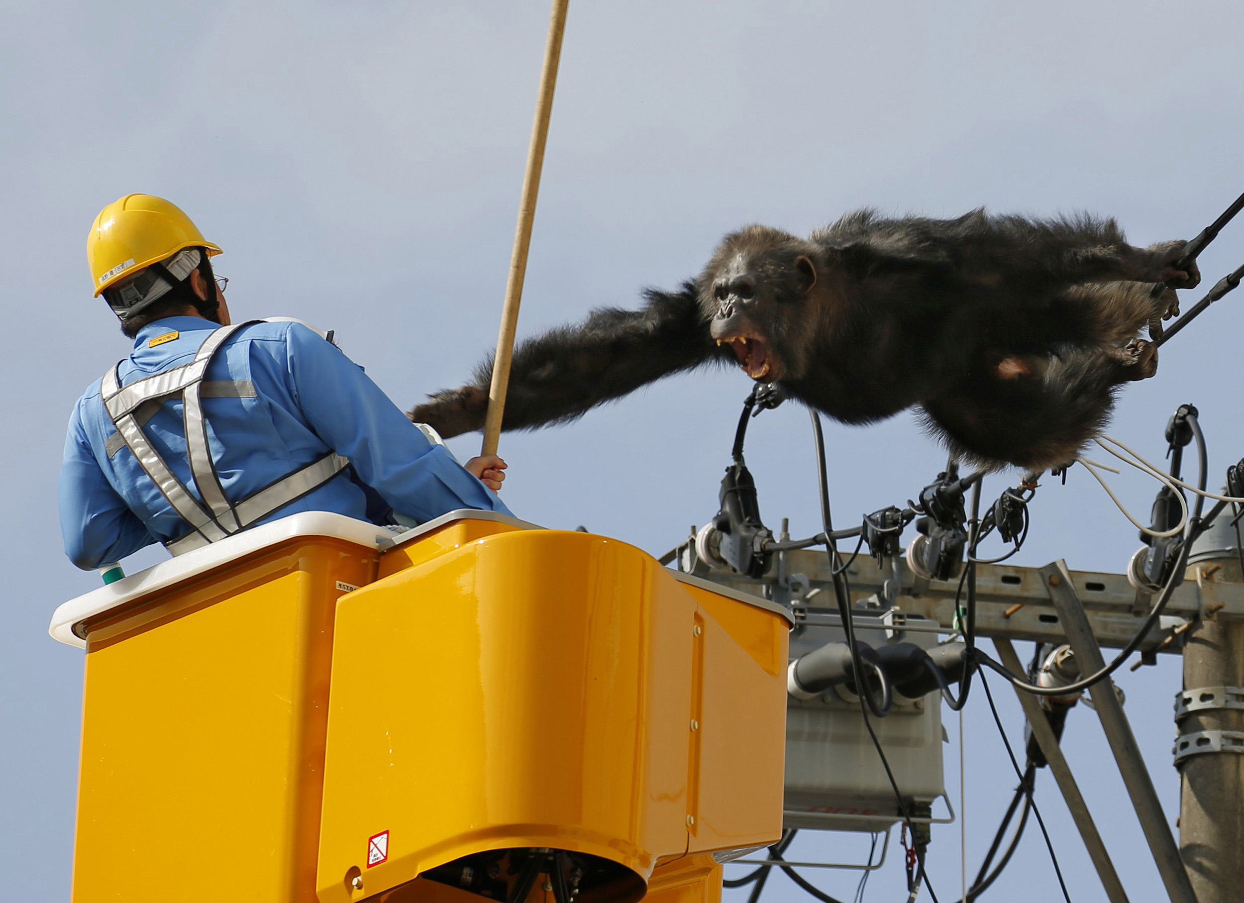 Cha Cha the chimp escapes