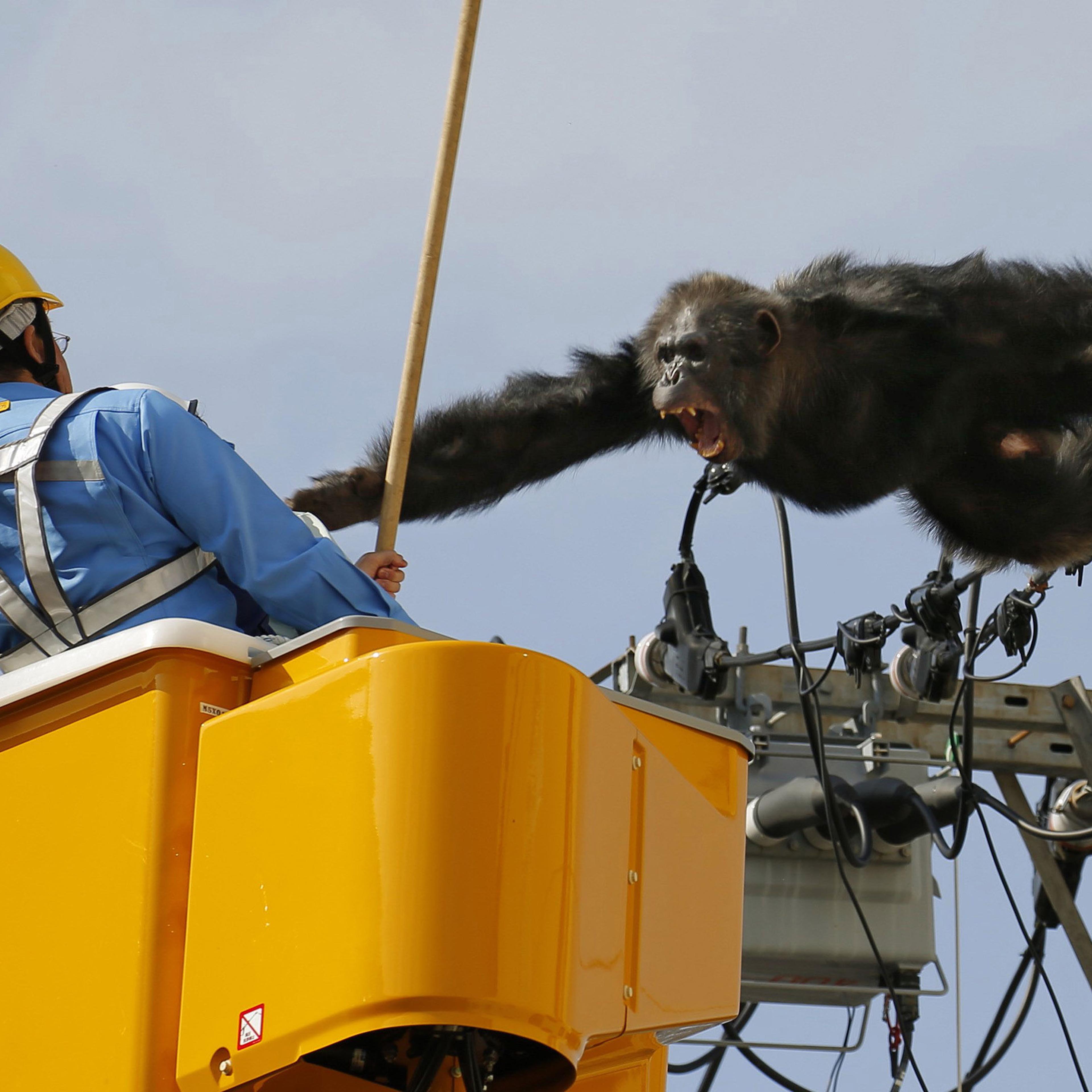 Cha Cha the chimp escapes