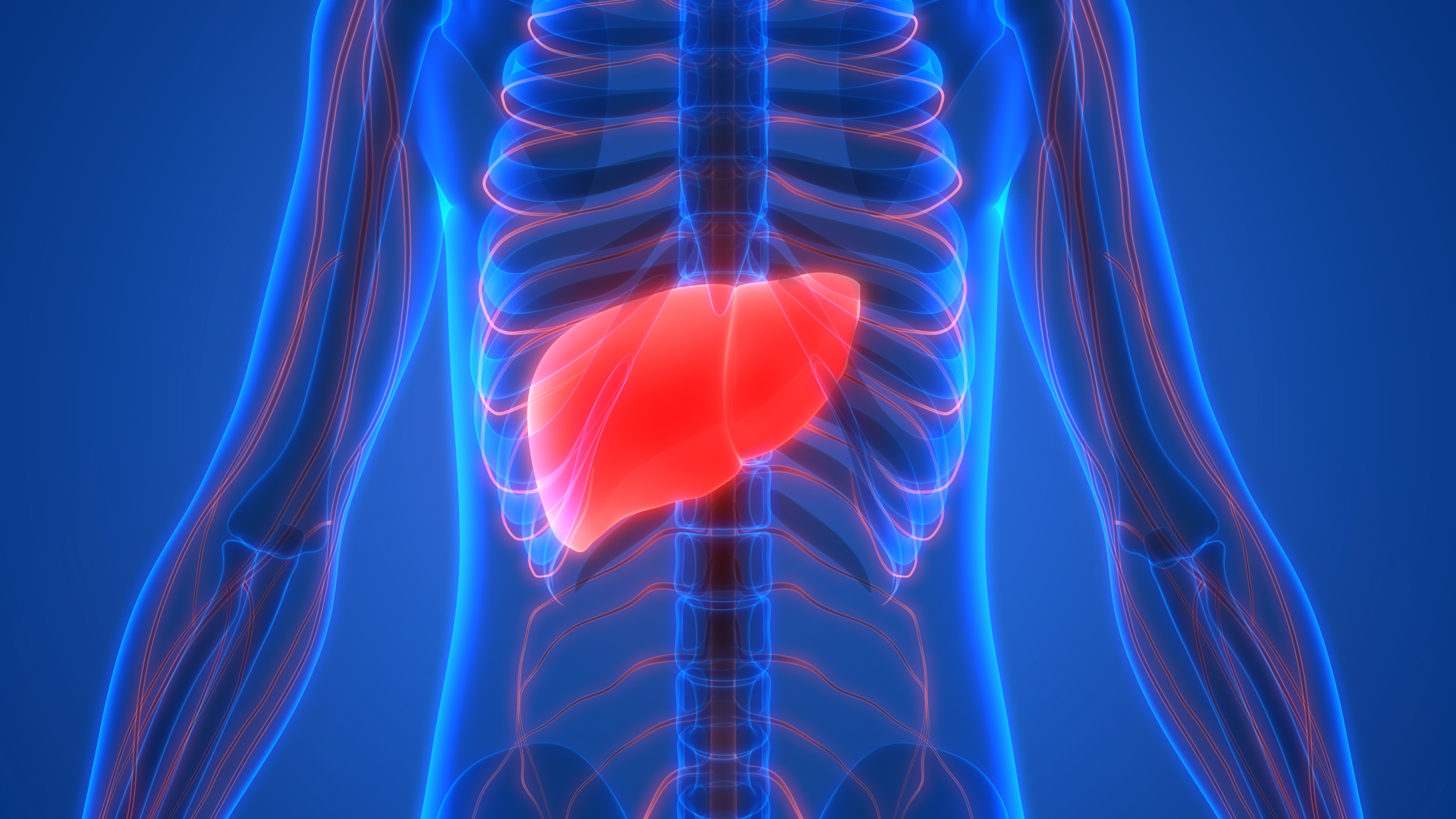 Human Body Organs Anatomy (Liver)