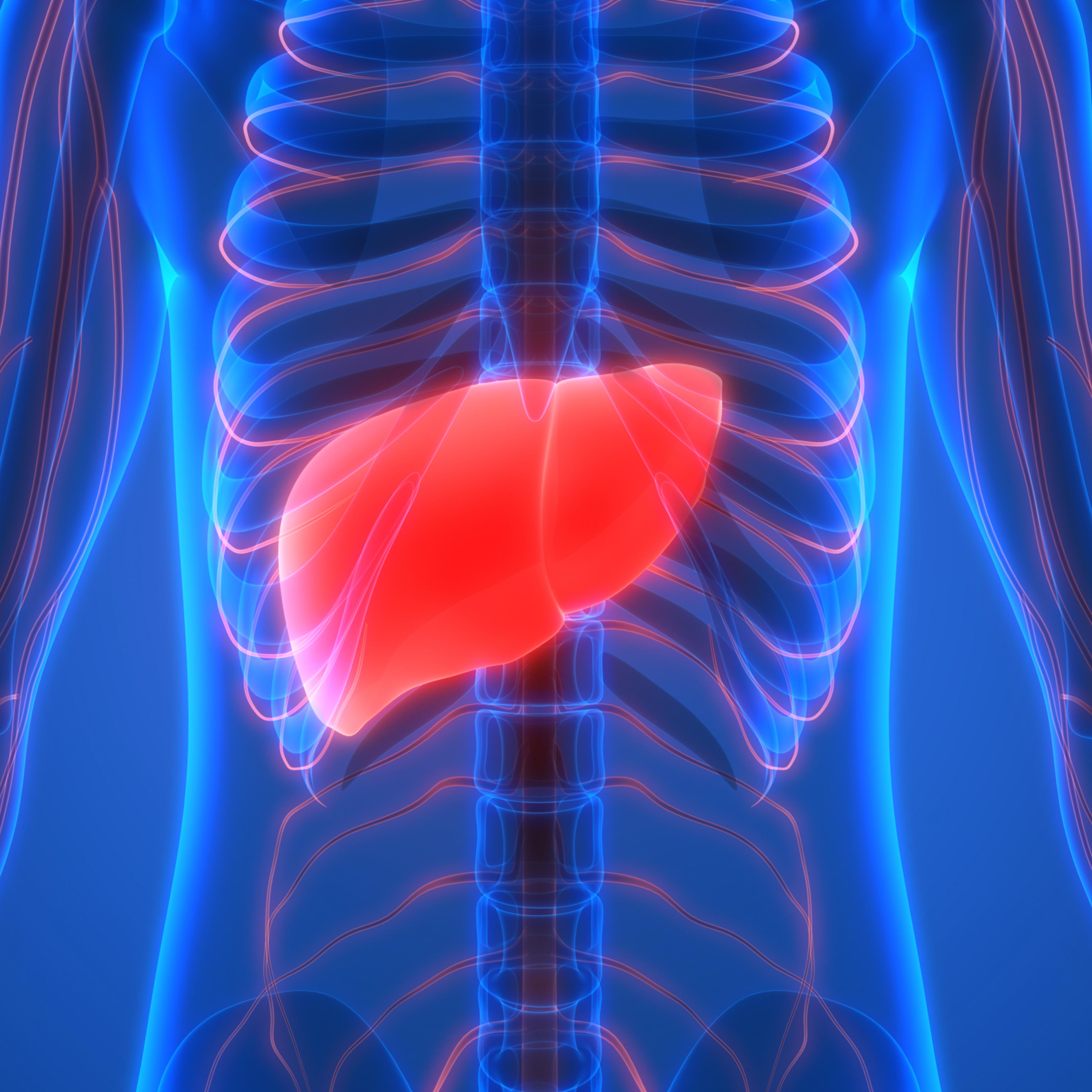 Human Body Organs Anatomy (Liver)