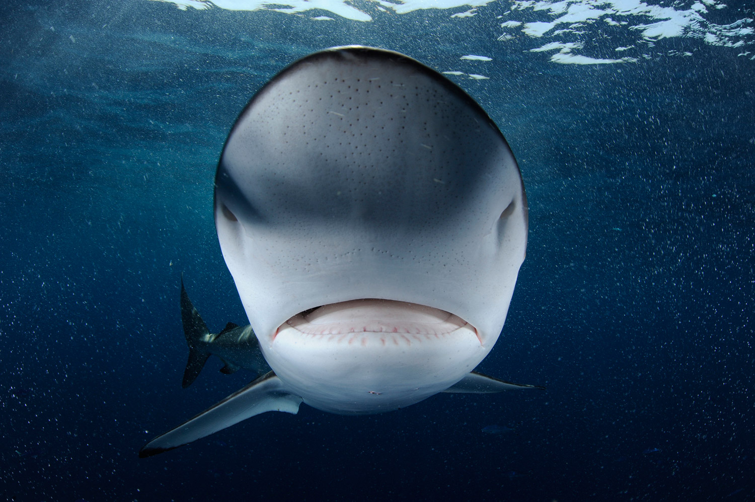 <i>All photos in this series were taken between 2008 and 2012.</i></br>
A curious Red Sea silky shark bumps the dome port of the photographer’s camera. 