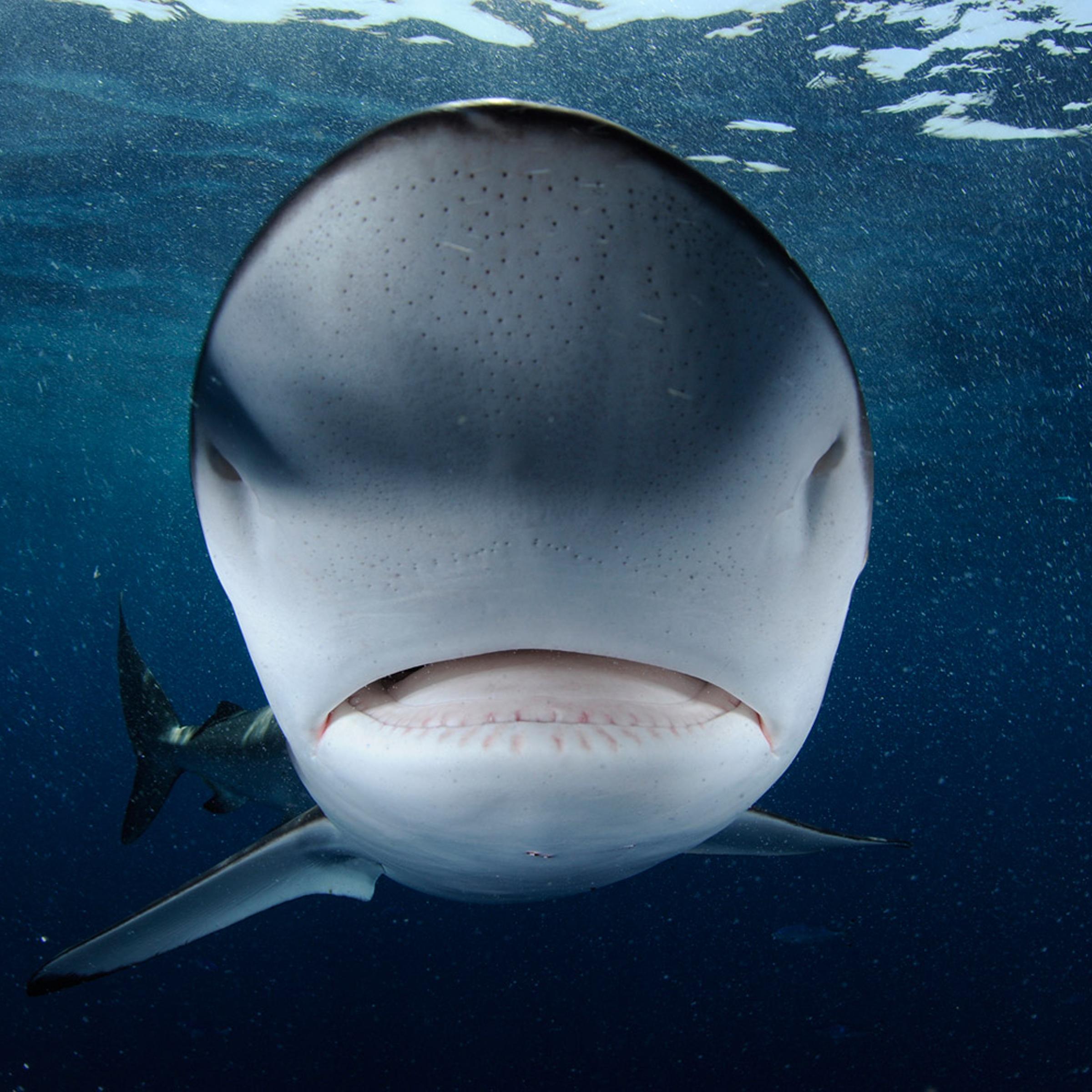 <i>All photos in this series were taken between 2008 and 2012.</i></br>
A curious Red Sea silky shark bumps the dome port of the photographer’s camera.