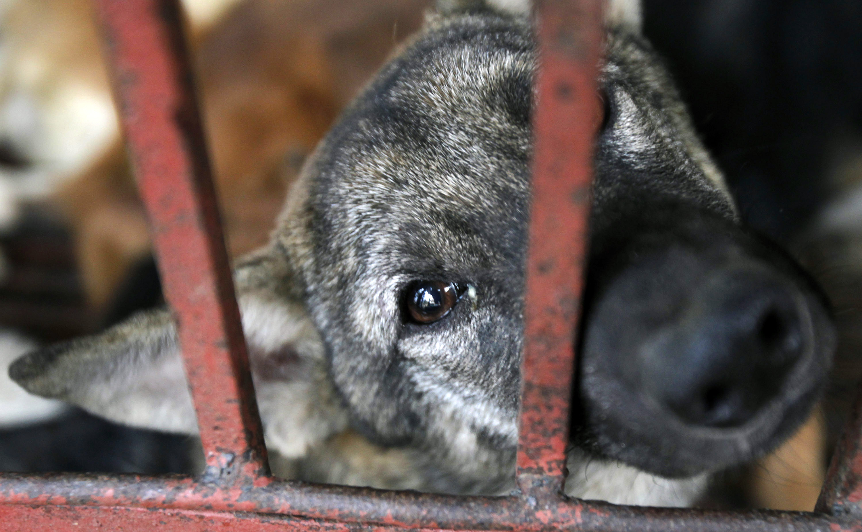 A dog waits to be slaughtered for sale as food in Duong Noi village