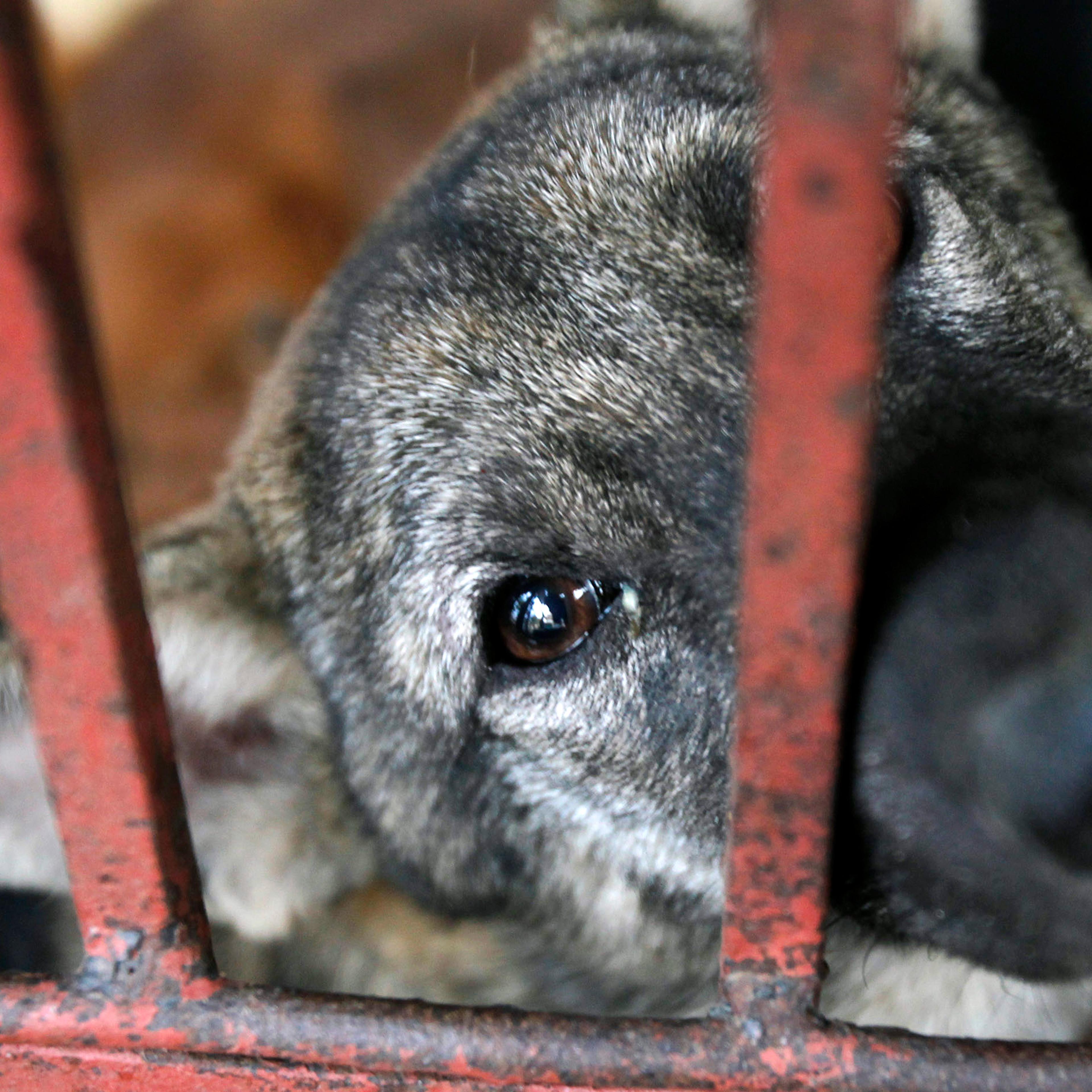A dog waits to be slaughtered for sale as food in Duong Noi village