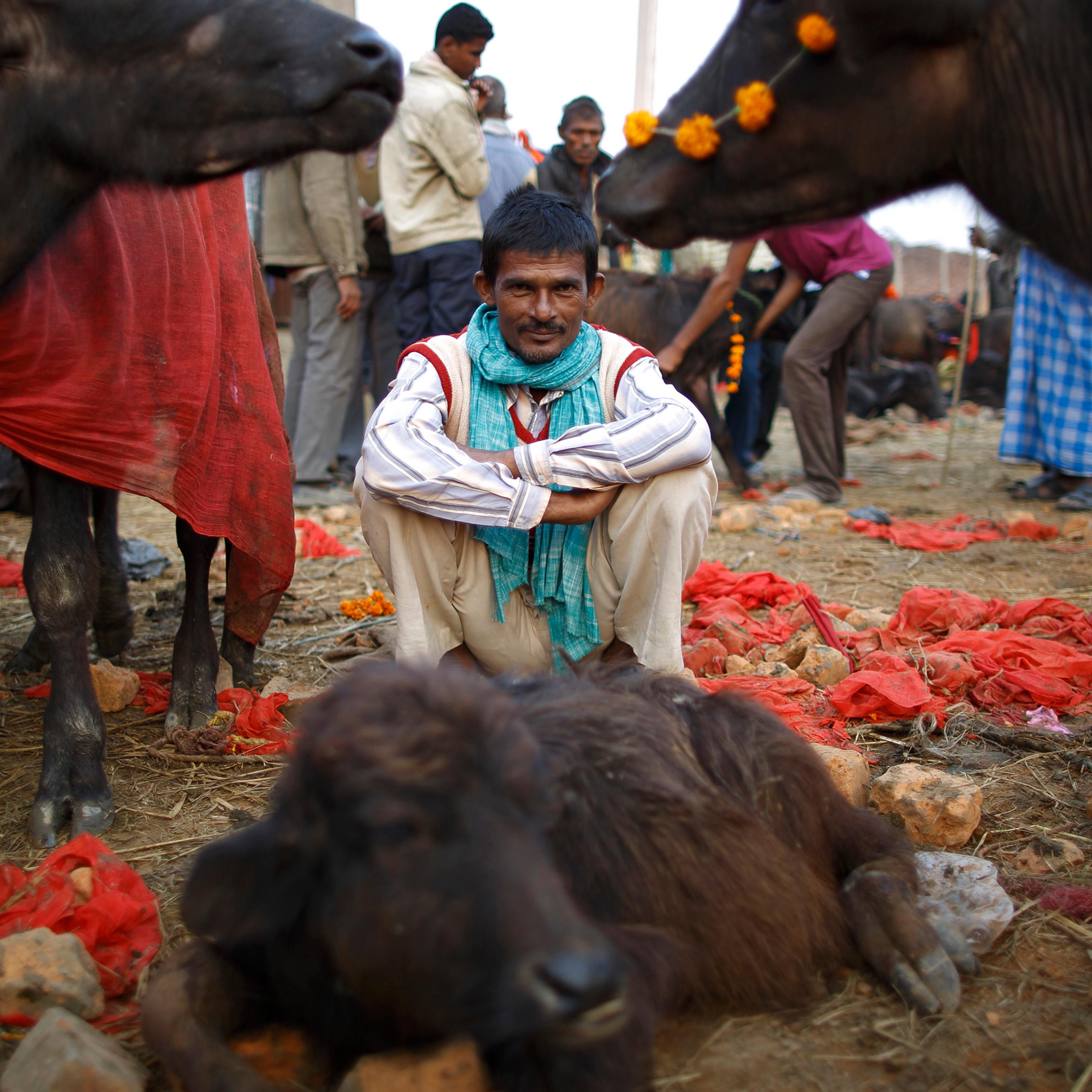 A herder sits inside an enclosure for buffalos awaiting sacrifice on the eve of the sacrificial ceremony for the "Gadhimai Mela" festival in Bariyapur