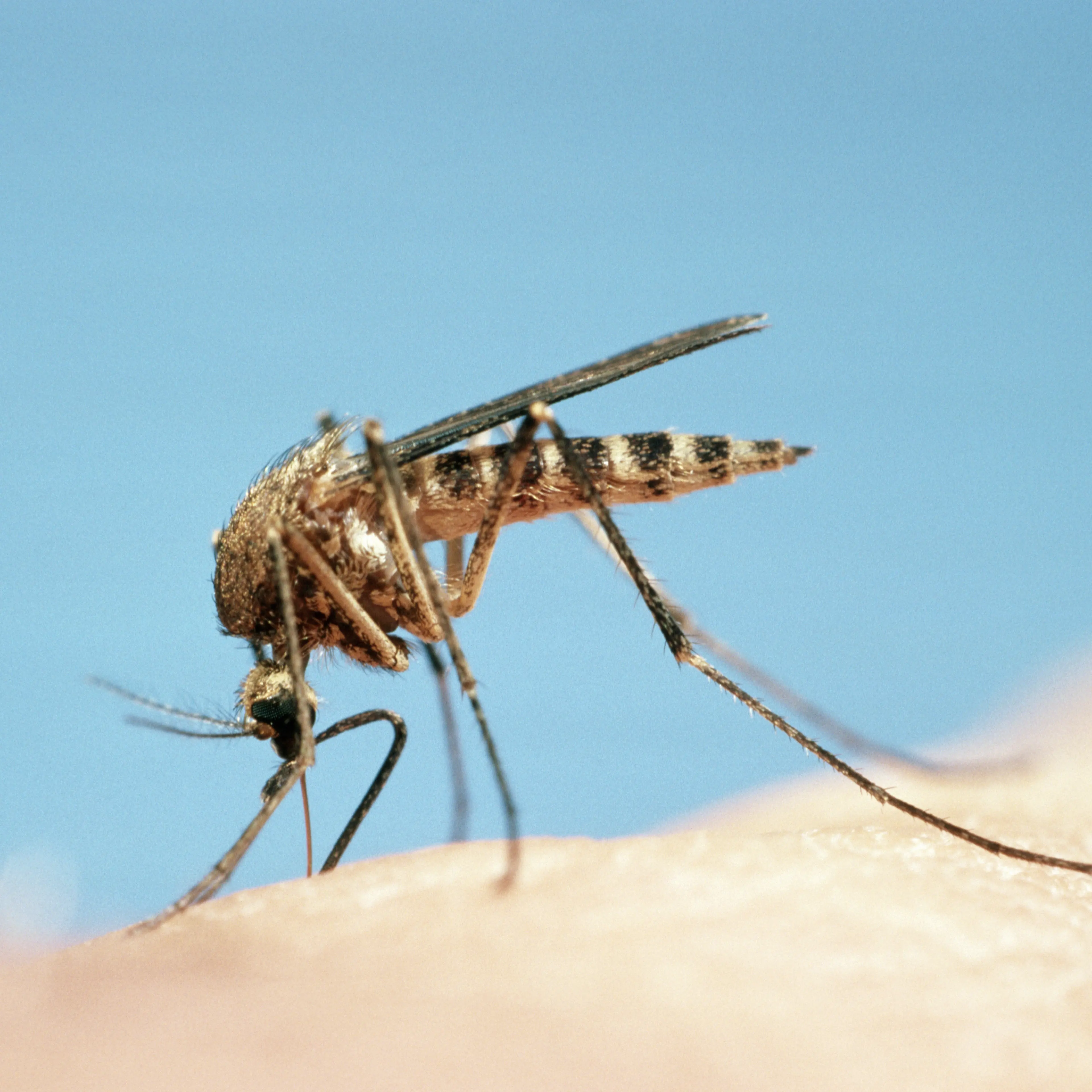 mosquito-human-skin