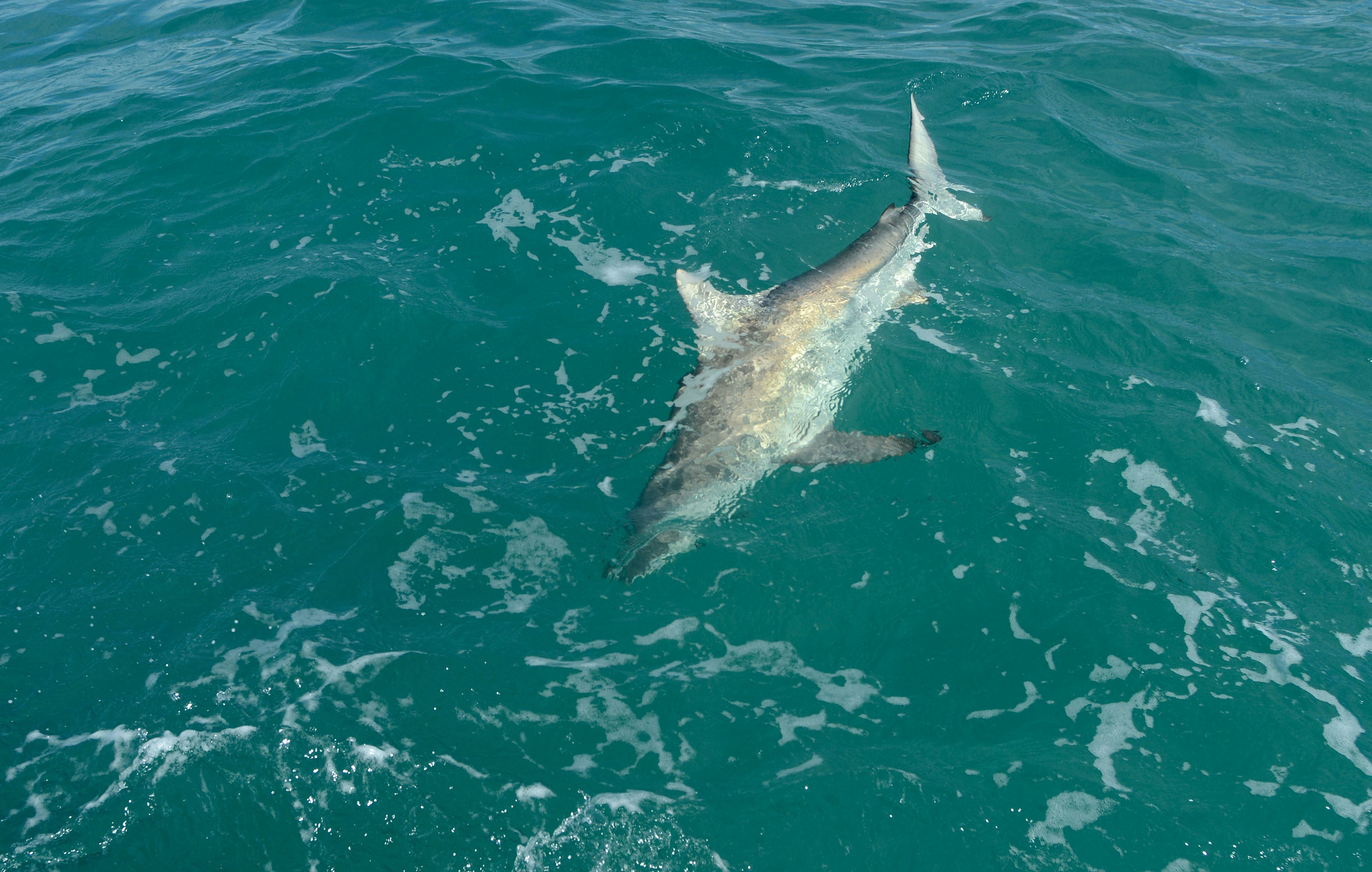 South Florida: Where the sharks are