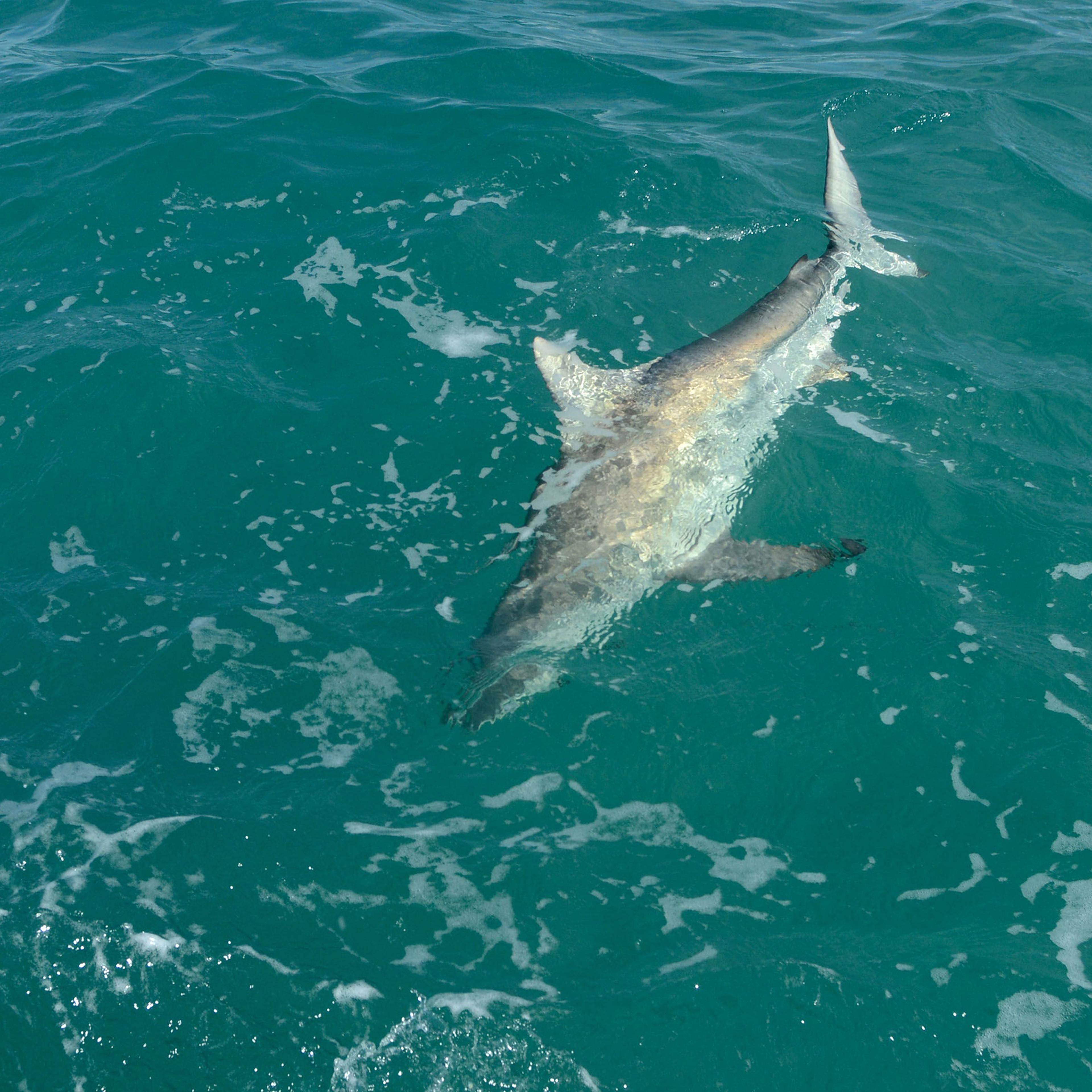 South Florida: Where the sharks are