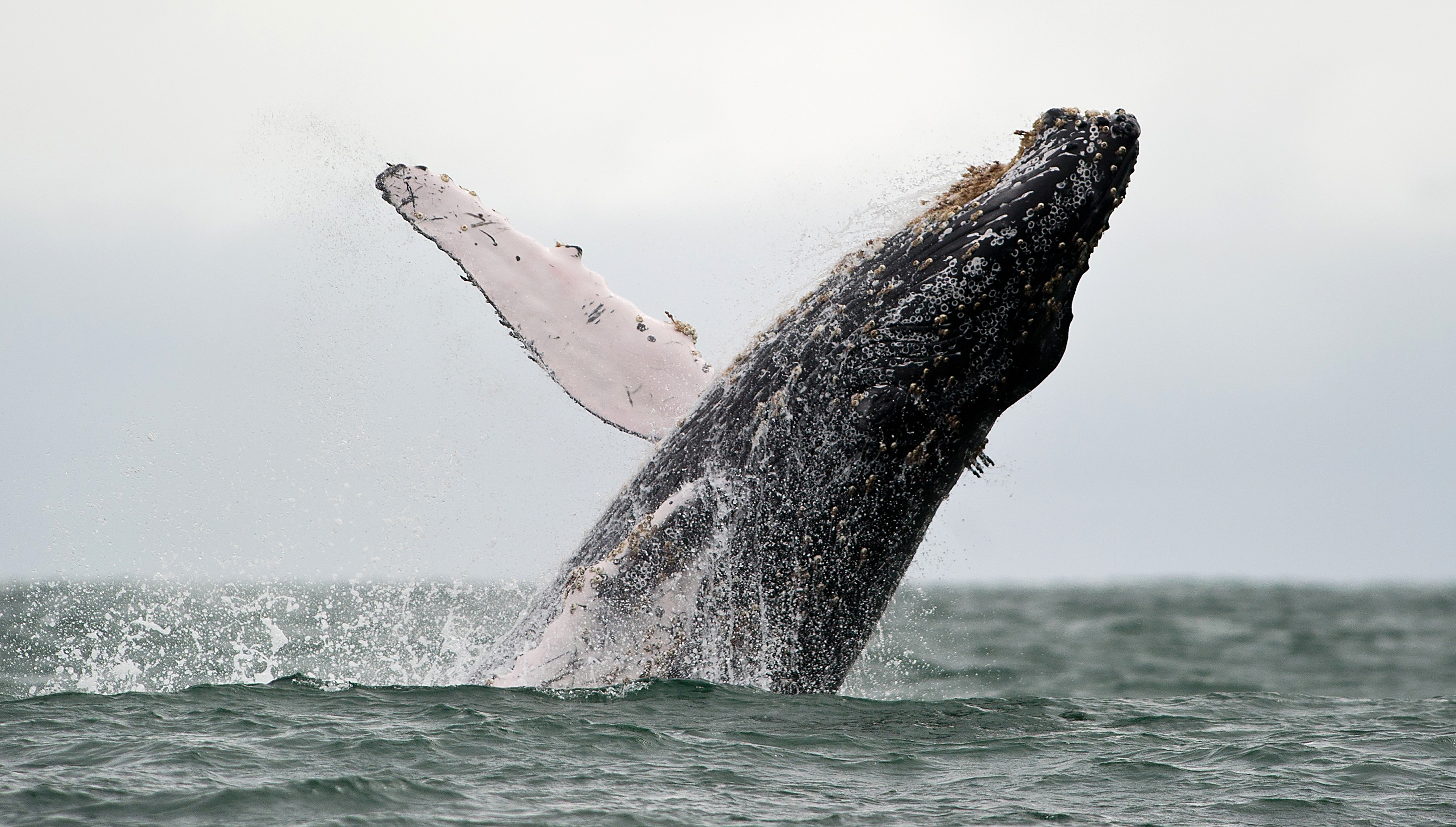 Whale