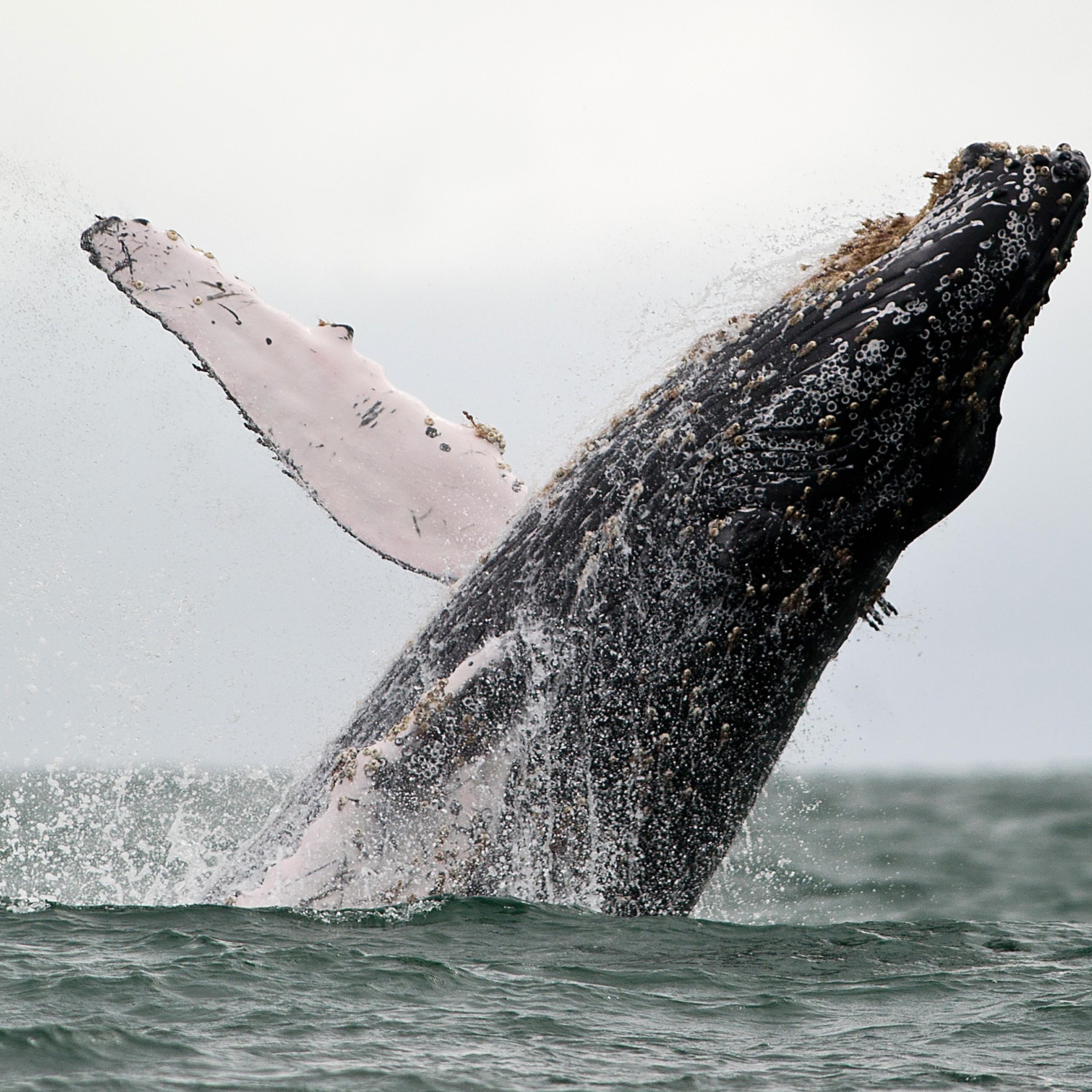 Whale