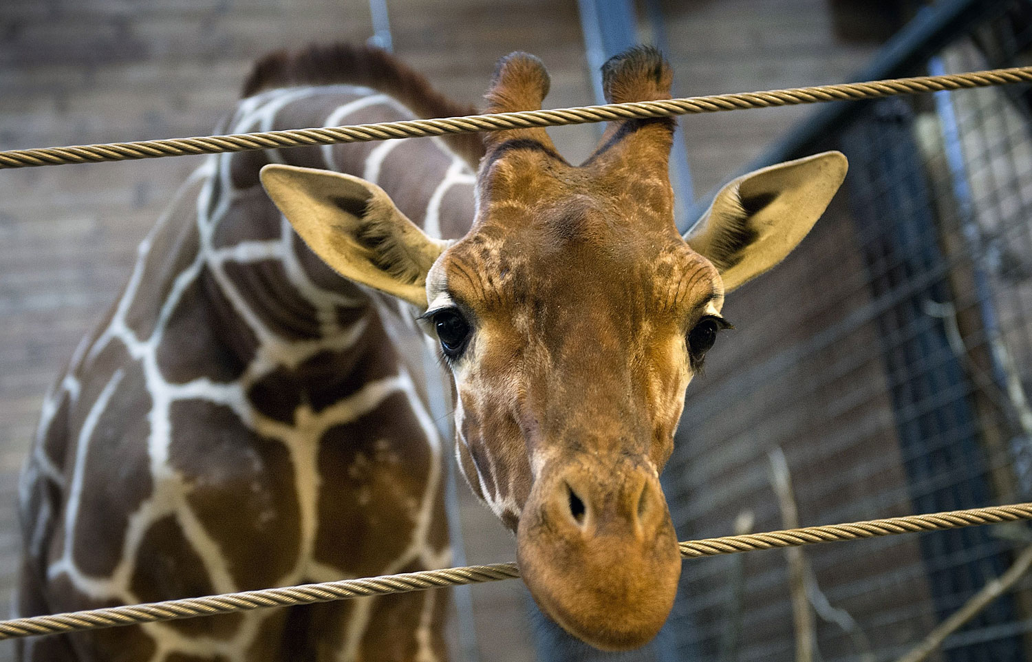 DENMARK-ANIMAL-GIRAFFE-OFFBEAT