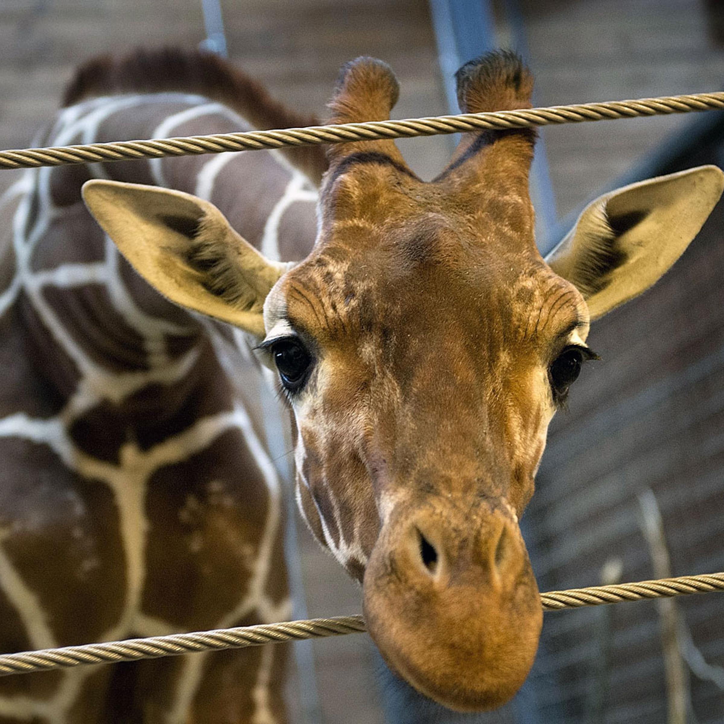 DENMARK-ANIMAL-GIRAFFE-OFFBEAT
