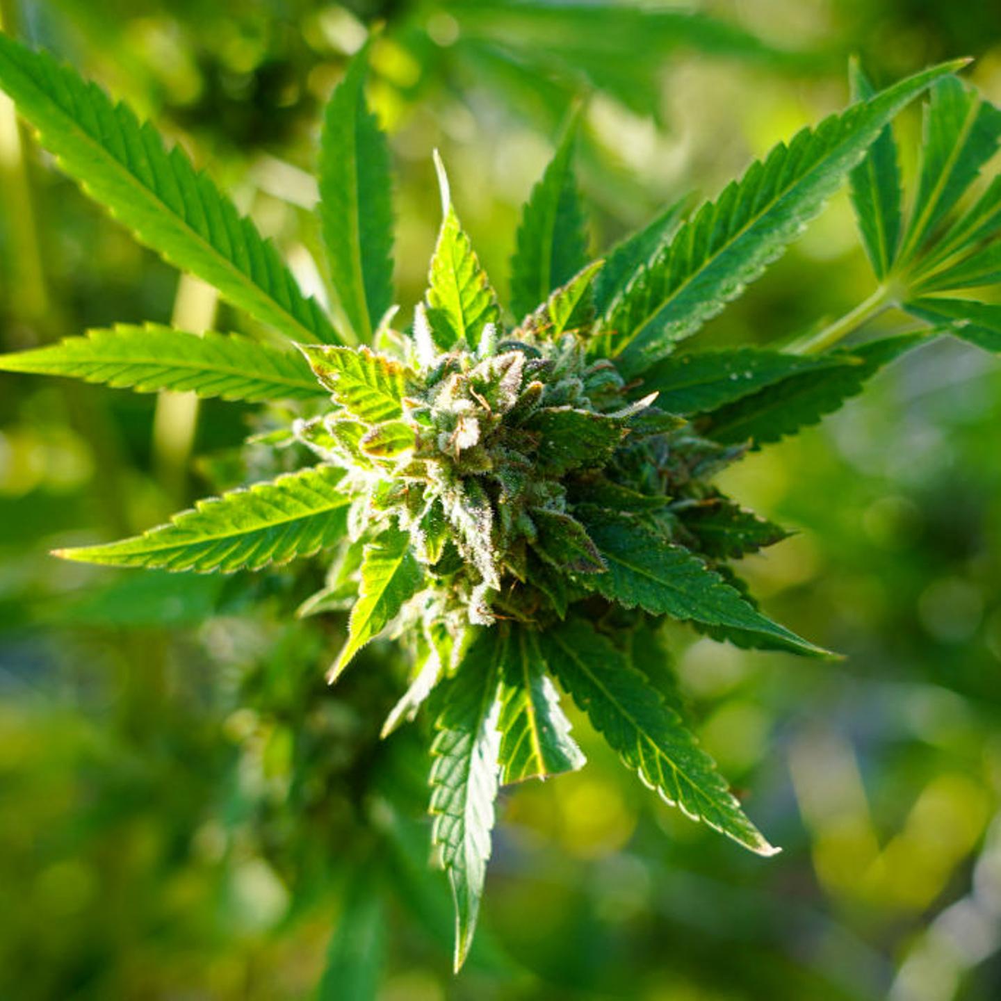 US-ECONOMY-AGRICULTURE-CANNABIS