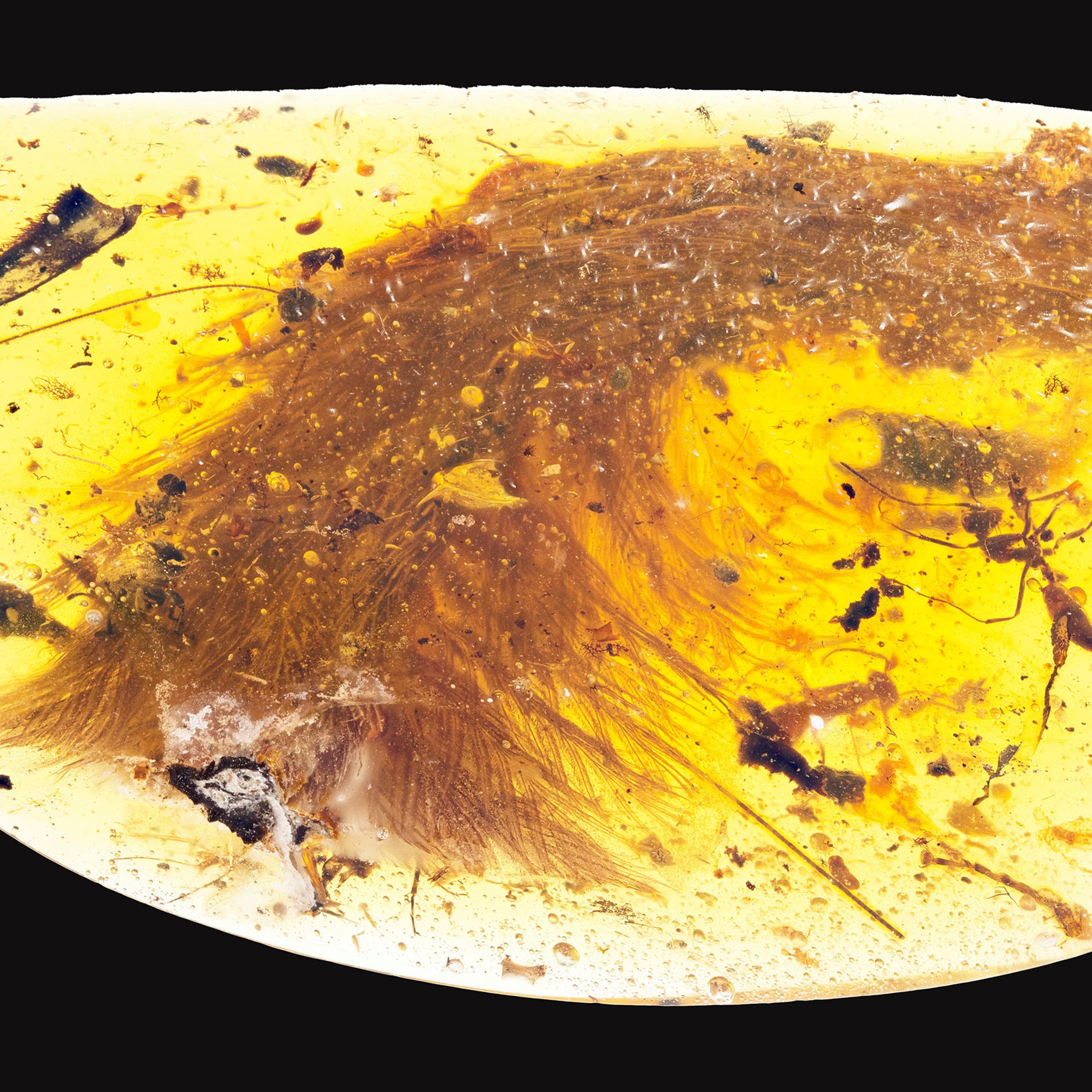 A chunk of amber - fossilized resin - shows the tip of a preserved dinosaur tail section in this image released by the Royal Saskatchewan Museum in Canada on Dec. 8, 2016.