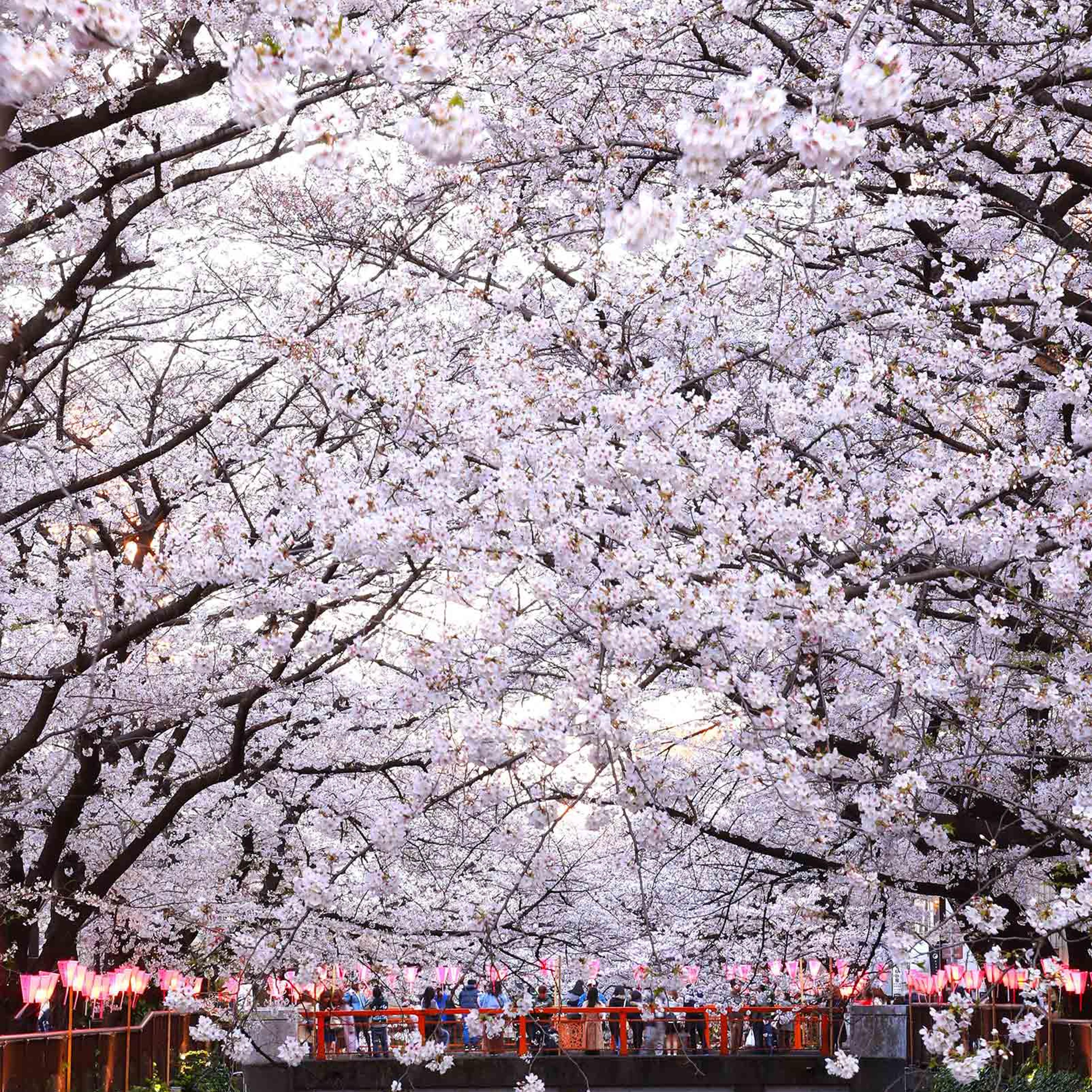 The famous cherry blossoms in bloom on the banks of the Meguro River in Tokyo