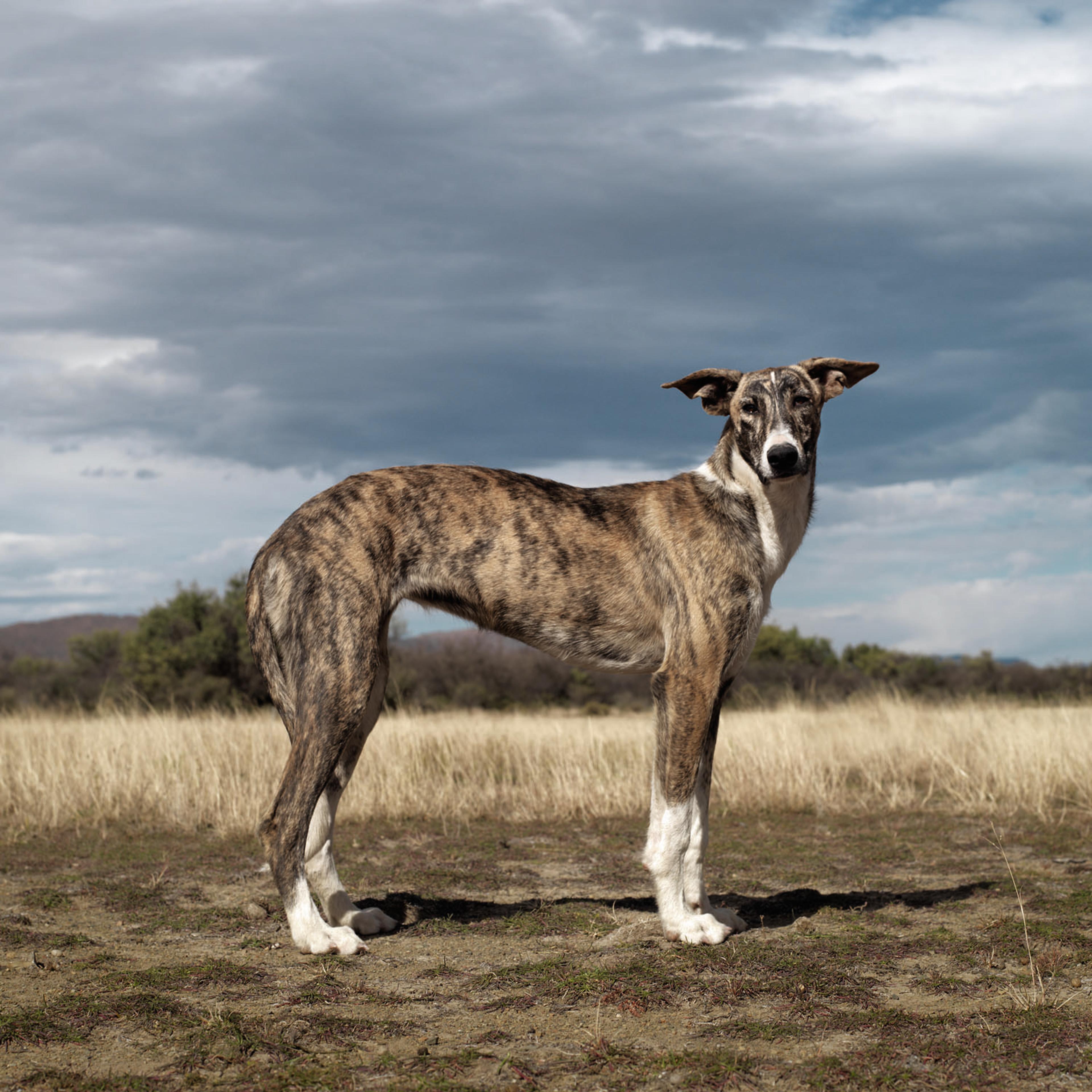 <i>Africanis 19.</i> Graaff-Reinet, Eastern Cape, May 15, 2010